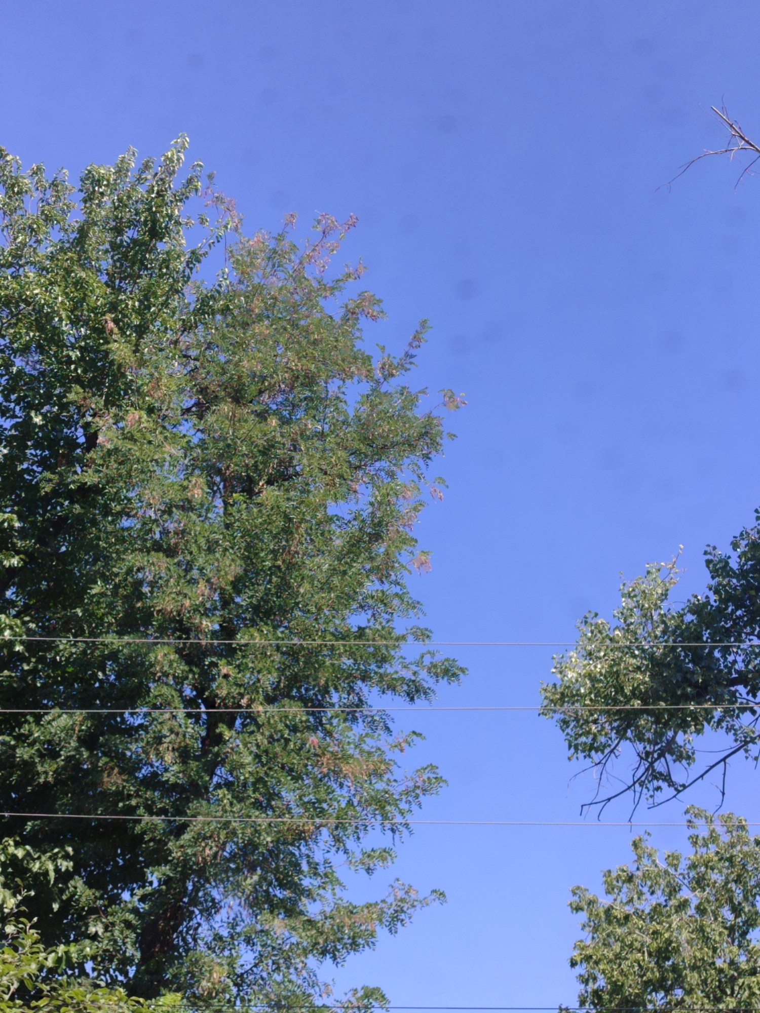 The image shows a bright, clear blue sky with several trees and power lines. On the left side, a large tree with lush green foliage occupies a significant portion of the frame. Several power lines are visible crisscrossing horizontally across the lower and middle sections of the image. On the right side, another tree with green leaves and some bare branches is partially visible against the sky, with more power lines running through it. The scene appears to be outdoors, possibly in a park or residential area, under daylight conditions. The specific location in the city of Unknown, Unknown cannot be determined from the visual information provided. There are no people or animals present in the image. The image is taken from a low-angle perspective, looking upwards.