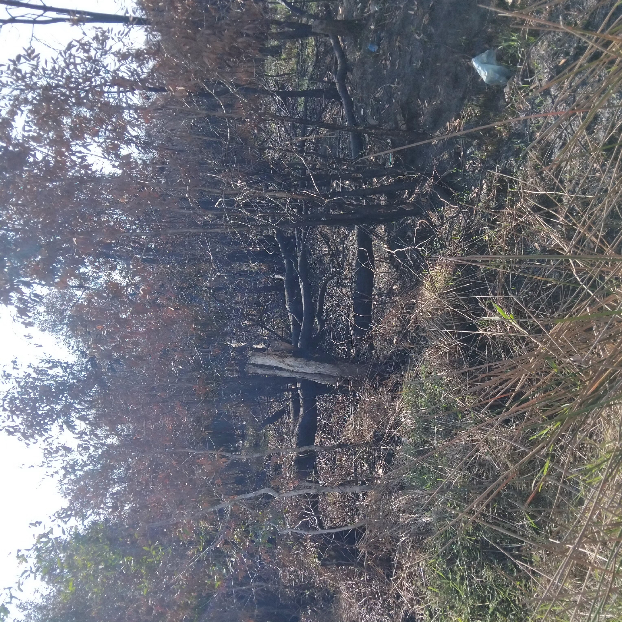 The image depicts a desolate forest scene in Banjarbaru, Indonesia, following a fire. Charred tree trunks and branches litter the ground, with some fallen trees lying horizontally across the undergrowth. Dry, brown grass and debris cover the forest floor, interspersed with patches of new green growth, indicating the aftermath of the fire and the beginning of regeneration. The sky is overcast, casting a muted light on the scene. A crumpled plastic bag is visible near the center right of the frame, partially obscured by the debris. There are no people or animals visible in the image.