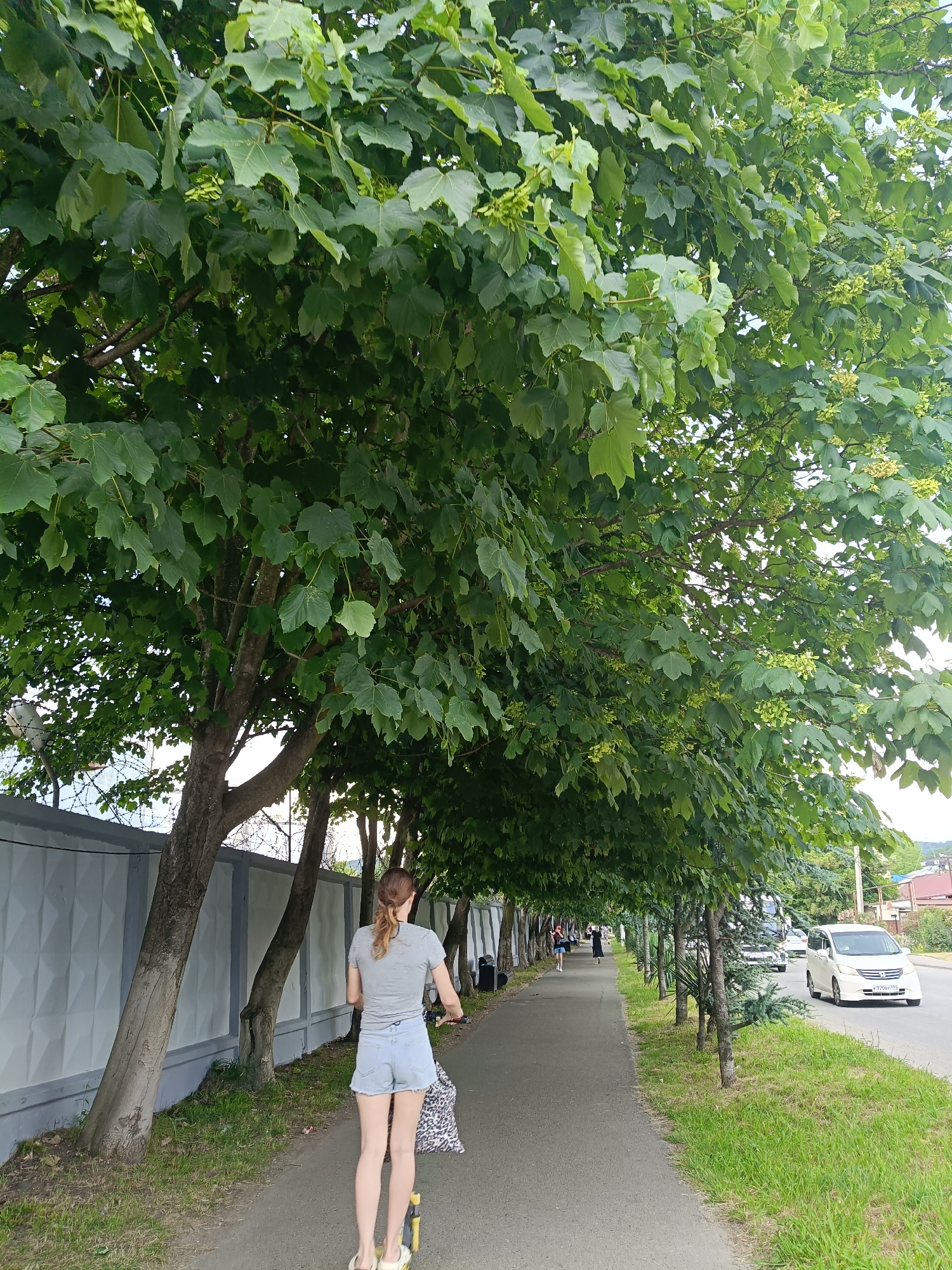 In a scene set in Sochi, Russia, a young woman rides a scooter down a tree-lined sidewalk. She is wearing a grey t-shirt and denim shorts, with her blonde hair pulled back in a ponytail. She carries a leopard-print bag. The sidewalk runs alongside a grey, patterned concrete wall and a row of trees with dense green foliage. Across the road, grass and more trees are visible, leading to houses and hills in the distance. Two cars, one white and one silver, are driving on the road. The time of day appears to be daytime, and the weather seems overcast, though it is difficult to ascertain definitively. The overall atmosphere is casual and serene.