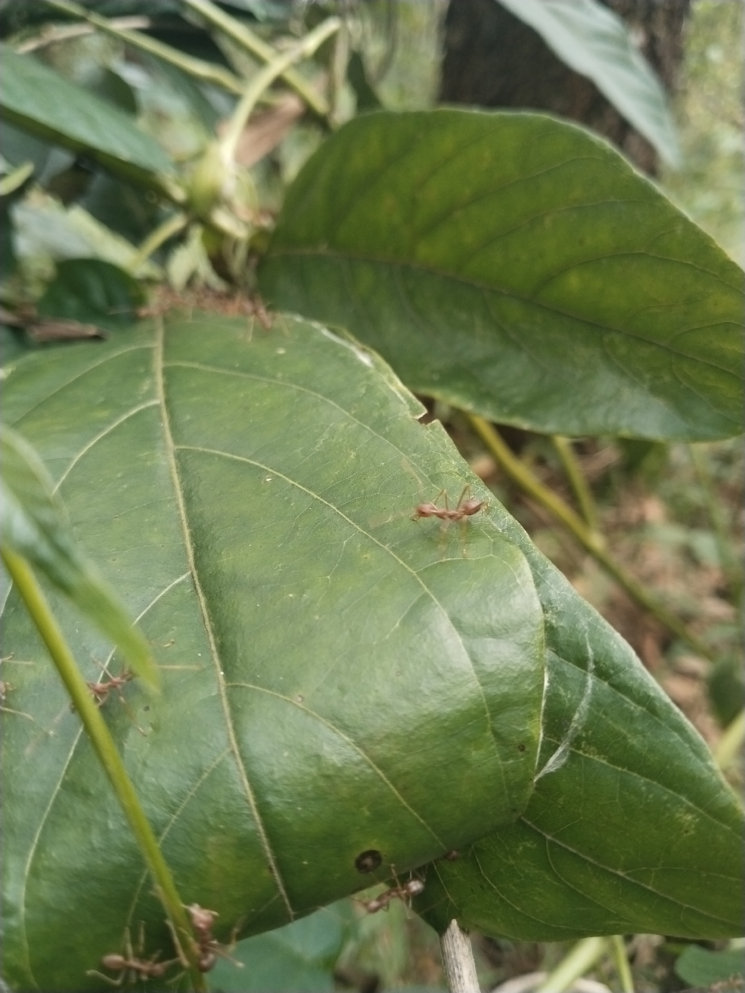 A close-up shot depicts a cluster of green leaves, with several red ants crawling on and around them. One ant is prominently positioned on the surface of a leaf, while others are visible at the edges and along the veins of the foliage. The backdrop suggests a natural outdoor environment.