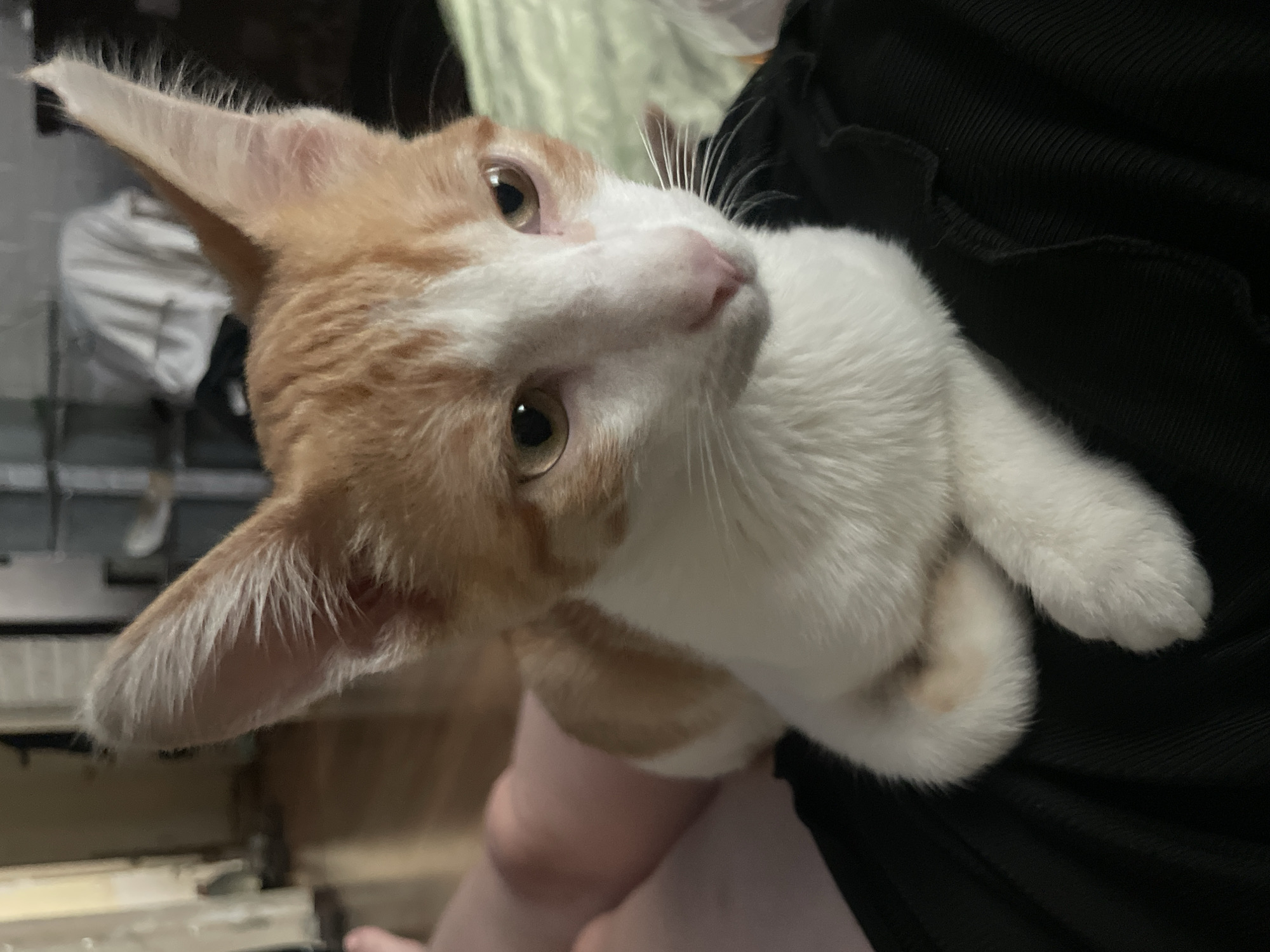A close-up, eye-level shot captures an orange and white cat with large ears and amber eyes, perched on what appears to be dark fabric, possibly clothing. The cat's front paws are tucked neatly beneath its chest. In the blurred background, wooden flooring is visible, suggesting an indoor setting, likely a home. The image does not provide any discernible information to place it in Aktau, Kazakhstan.