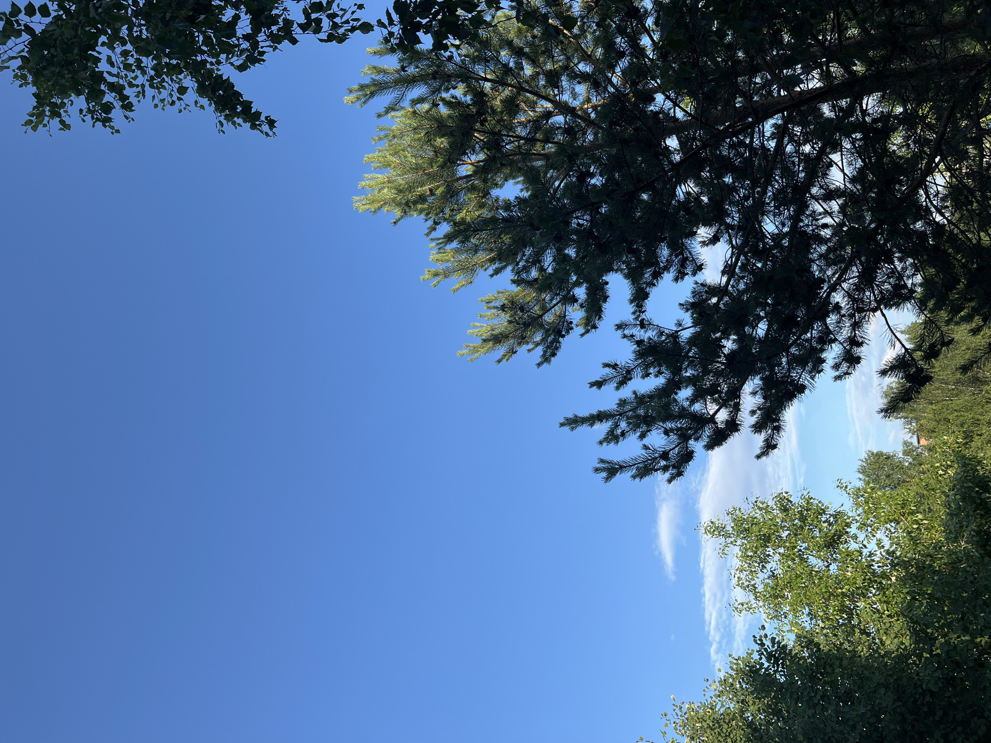 A low-angle medium shot captures a vibrant blue sky with scattered wispy clouds. The sky is partially obscured by the dark green foliage of pine trees in the foreground and middle ground, with lighter green deciduous trees visible in the background. The pine trees have prominent branches adorned with needles and some visible pinecones. Sunlight filters through the needles, creating a dappled effect. The scene appears to be an outdoor natural environment, possibly a park or a residential area with significant tree cover, in Unknown, Unknown. No people or actions are depicted.
