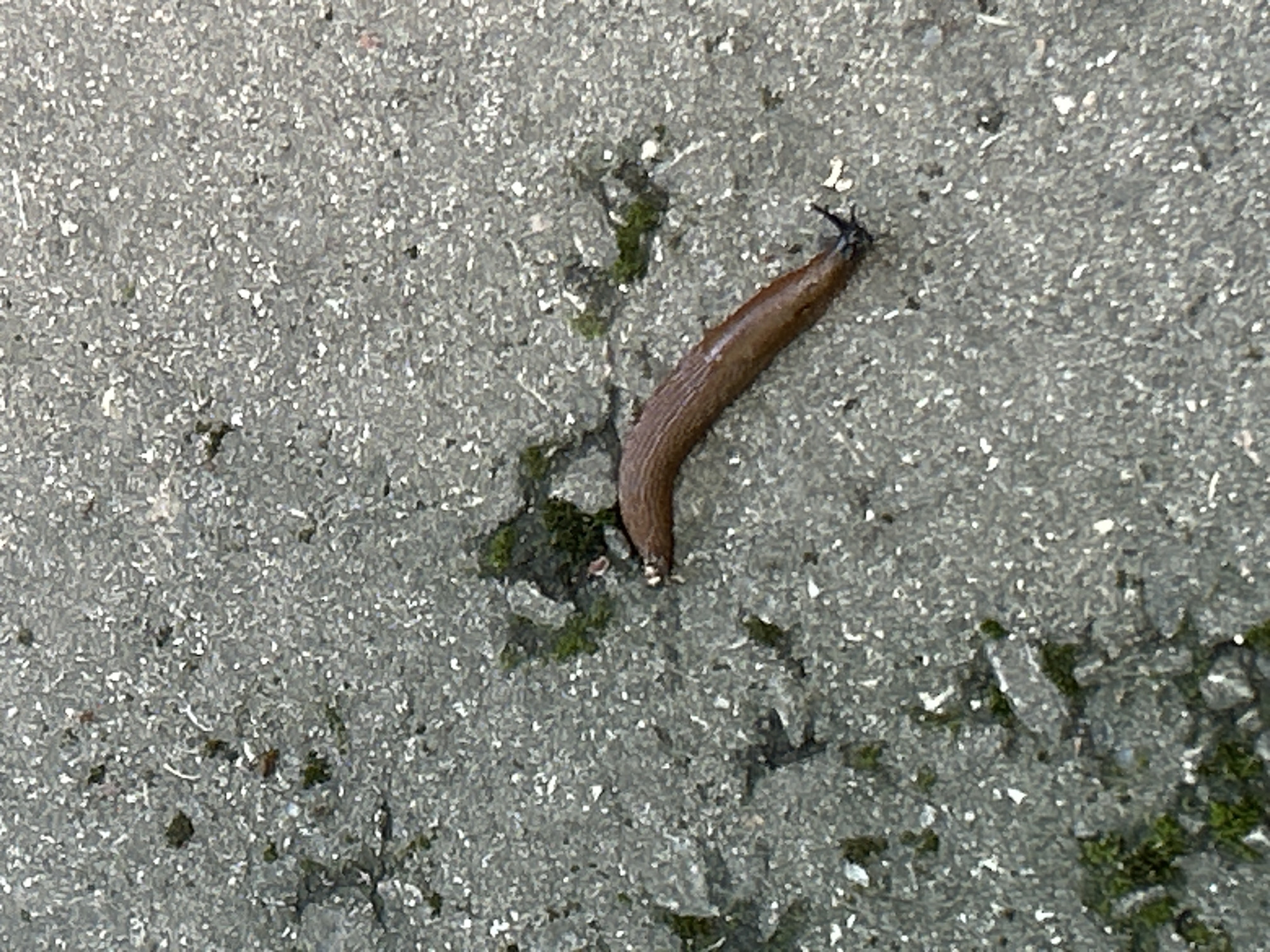 A brown slug is crawling on a textured gray surface that appears to be pavement with small white and dark aggregate pieces. There are patches of green moss visible on the surface. The slug is elongated and appears to be moving from left to right. The lighting suggests an overcast day. The location is identified as Zelenograd, Russia.