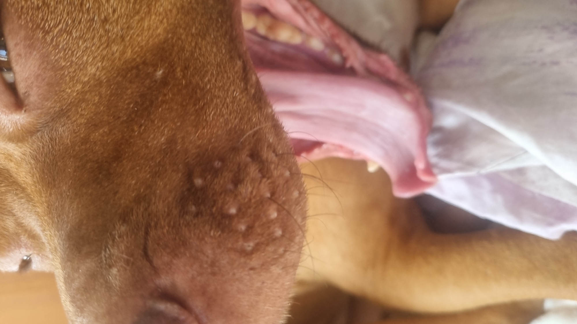 A close-up shot depicts the head of a brown dog. The dog's mouth is open, revealing its tongue and teeth. The dog's fur appears dense and short. The skin around the dog's muzzle is dotted with numerous small, raised bumps. The dog lies on a surface covered with a white and pale purple patterned fabric.