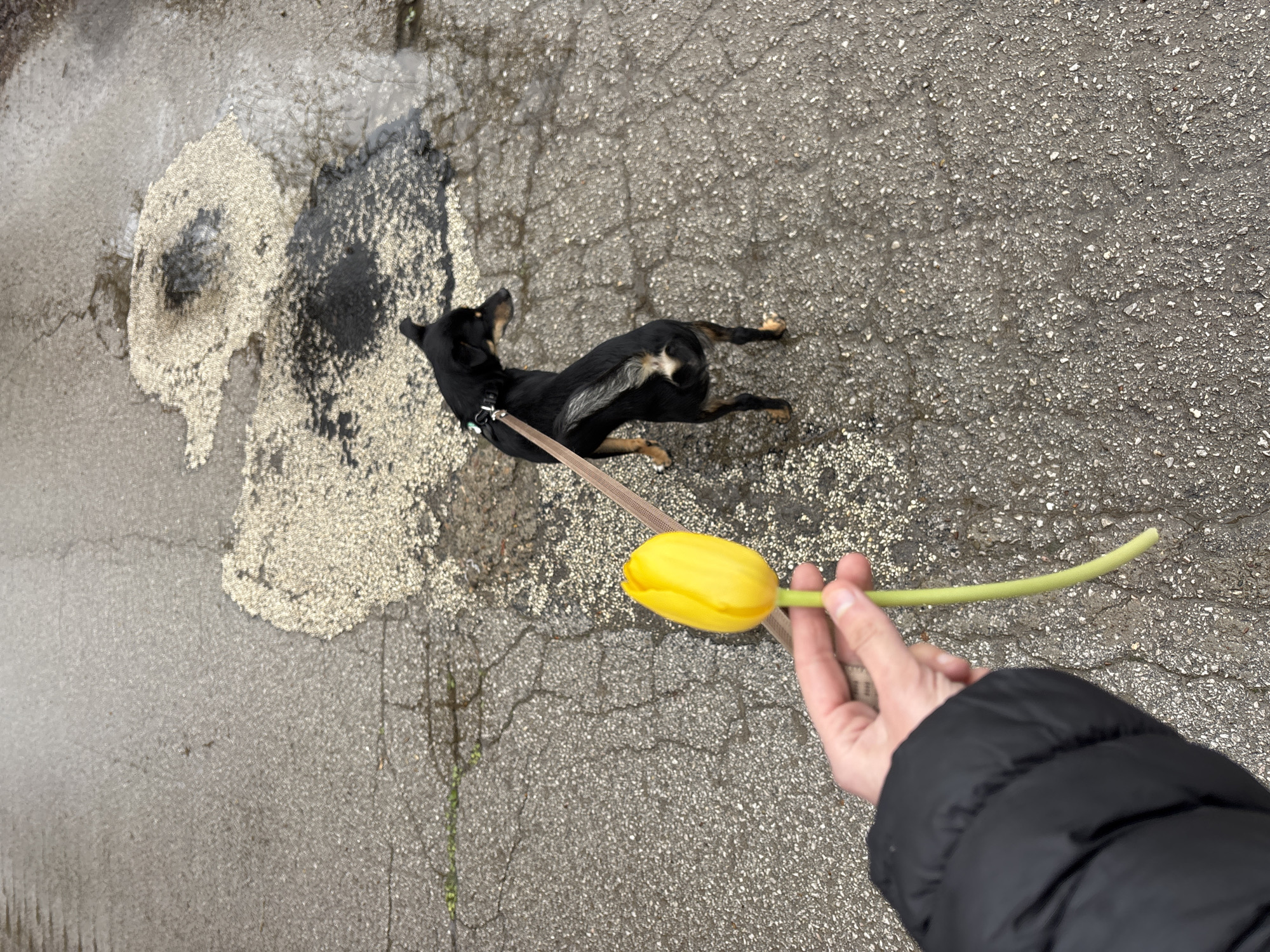 The image depicts an outdoor scene on a paved surface. A black and tan dog is lying on the ground, leashed. A hand holds a single yellow tulip in the foreground. Patches of what appears to be spilled material are present near the dog. The scene appears to be taken from a first-person perspective. The location is unidentified, but claimed to be in the city of Unknown, Bulgaria.