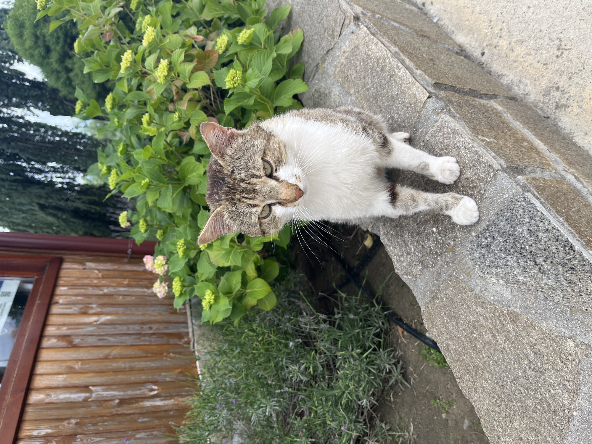 A tabby and white cat is sitting on a low, rough-hewn stone wall in front of a garden. The cat is facing slightly to the left, with its head tilted down and eyes partially closed, suggesting a relaxed or contemplative state. Its fur is a mix of grey tabby stripes and white patches, with dark stripes on its legs and tail. Behind the cat, there are lush green plants, including hydrangeas with clusters of pale green and pink flowers, and a bush with small purple flowers, possibly lavender. To the left of the plants is a weathered wooden wall, part of a building, with a dark trim. The ground in front of the wall is a paved surface. The overall impression is a tranquil outdoor setting in what appears to be a residential or garden area. The location is identified as Skobelevo, Bulgaria.