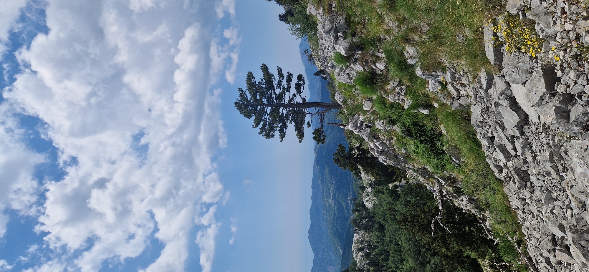 The image captures a panoramic view from a mountainous terrain, likely in or around Kruševice, Montenegro. In the foreground, a rugged slope is covered with large, grey rocks and patches of green grass, with a few small yellow wildflowers visible towards the lower right. A solitary, mature pine tree with a broad, flat canopy stands prominently on the rocky incline in the mid-ground, silhouetted against a bright blue sky dotted with fluffy white clouds. The background reveals a sweeping vista of rolling, verdant hills and distant mountain ranges, fading into a hazy blue horizon. The scene depicts a natural, undeveloped landscape.