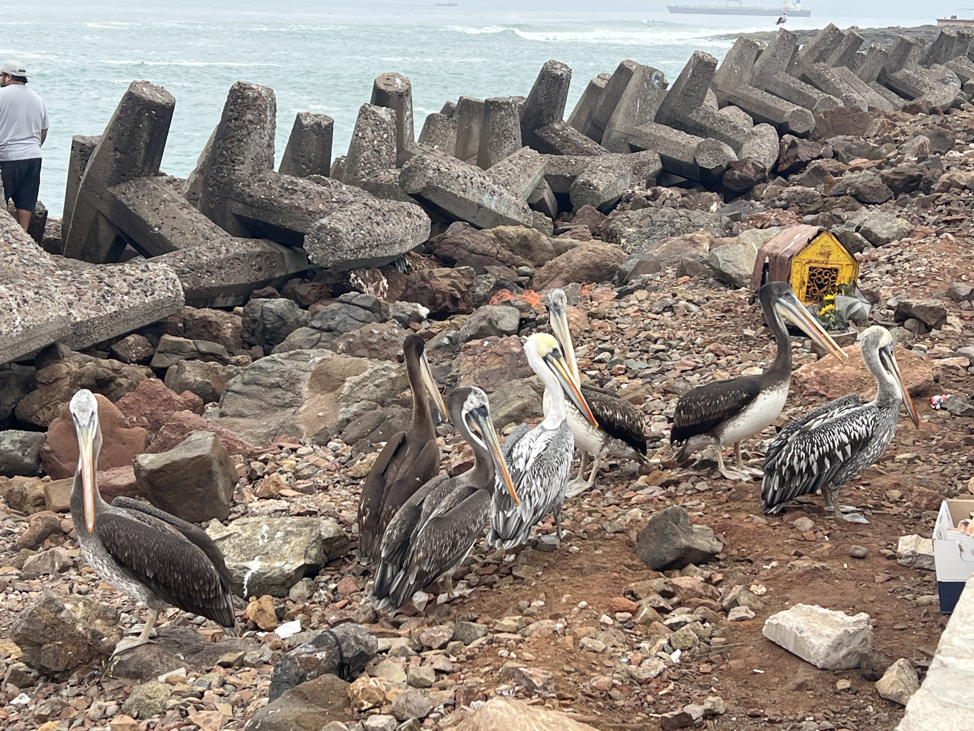 In Arica, Chile, on a rocky shoreline, a group of pelicans are gathered near a man-made breakwater composed of large concrete tetrapods. The pelicans, varying in plumage, are mostly brown and grey, with some exhibiting white underparts. One pelican in the foreground is looking directly at the camera with its long beak tilted. Behind the pelicans, a small, brightly painted yellow structure, resembling a shrine or miniature house, sits amidst the rocks. The environment is characterized by a cloudy sky, choppy grey ocean waves, and an abundance of stones and boulders. In the distance, a ship is visible on the horizon. A person wearing a light grey t-shirt and dark shorts stands on the breakwater in the upper left corner of the image.