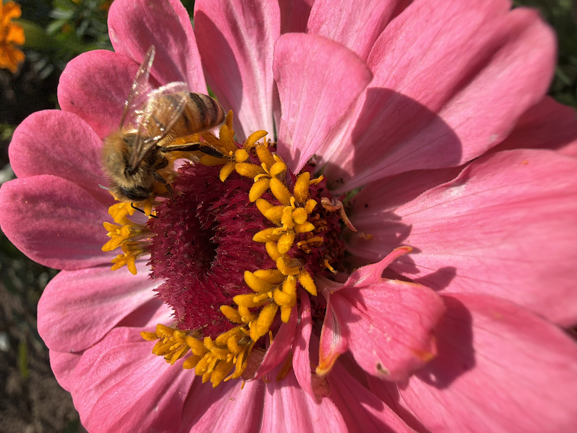 In an outdoor setting, a close-up shot showcases a honeybee collecting nectar from a vibrant pink zinnia flower. The bee, with its fuzzy body and striped abdomen, is positioned on the flower's center, amidst its yellow stamens and deep red pistil. The large, delicate pink petals of the zinnia form a soft backdrop, some appearing slightly curled. The lighting suggests a sunny day, casting gentle shadows on the petals. The background is a blur of greens and browns, indicating other foliage or soil.