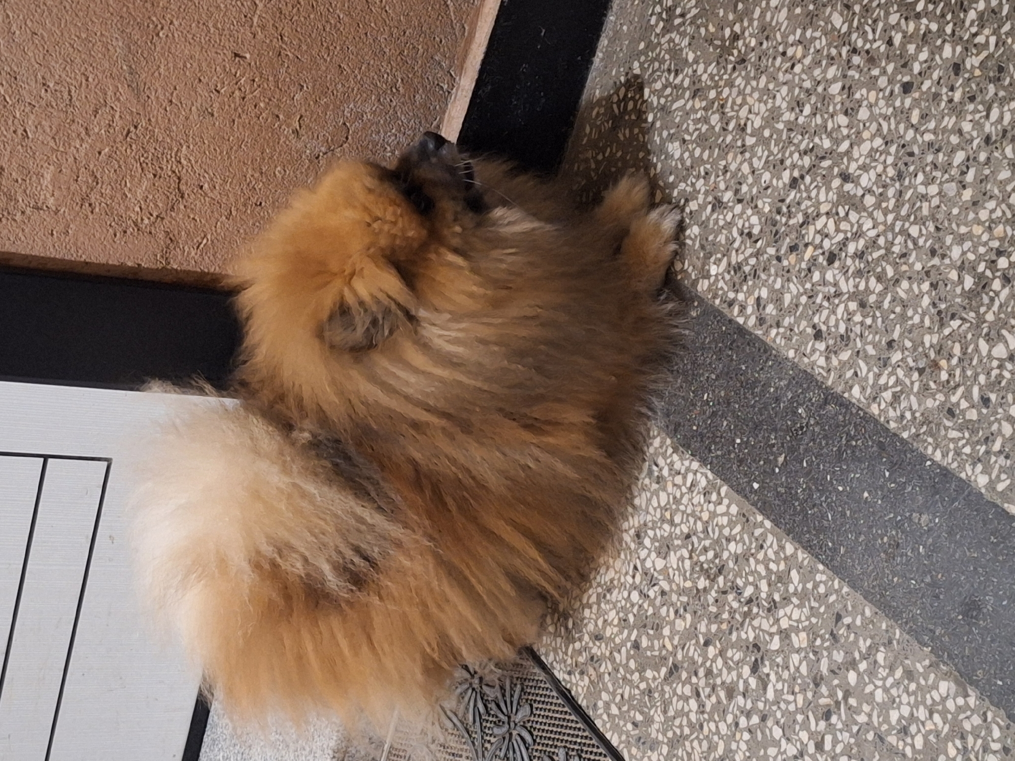 The image shows a tan Pomeranian dog lying on a terrazzo floor. The dog is facing right and its fur is fluffy and dense. The floor has a pattern of white, grey, and black chips embedded in a grey matrix, with a dark grey band running diagonally across it. To the left of the dog, there is a white door with horizontal lines. To the right of the dog, there is a textured brown wall. The scene appears to be an indoor setting, possibly a hallway or entrance area in Varna, Bulgaria.