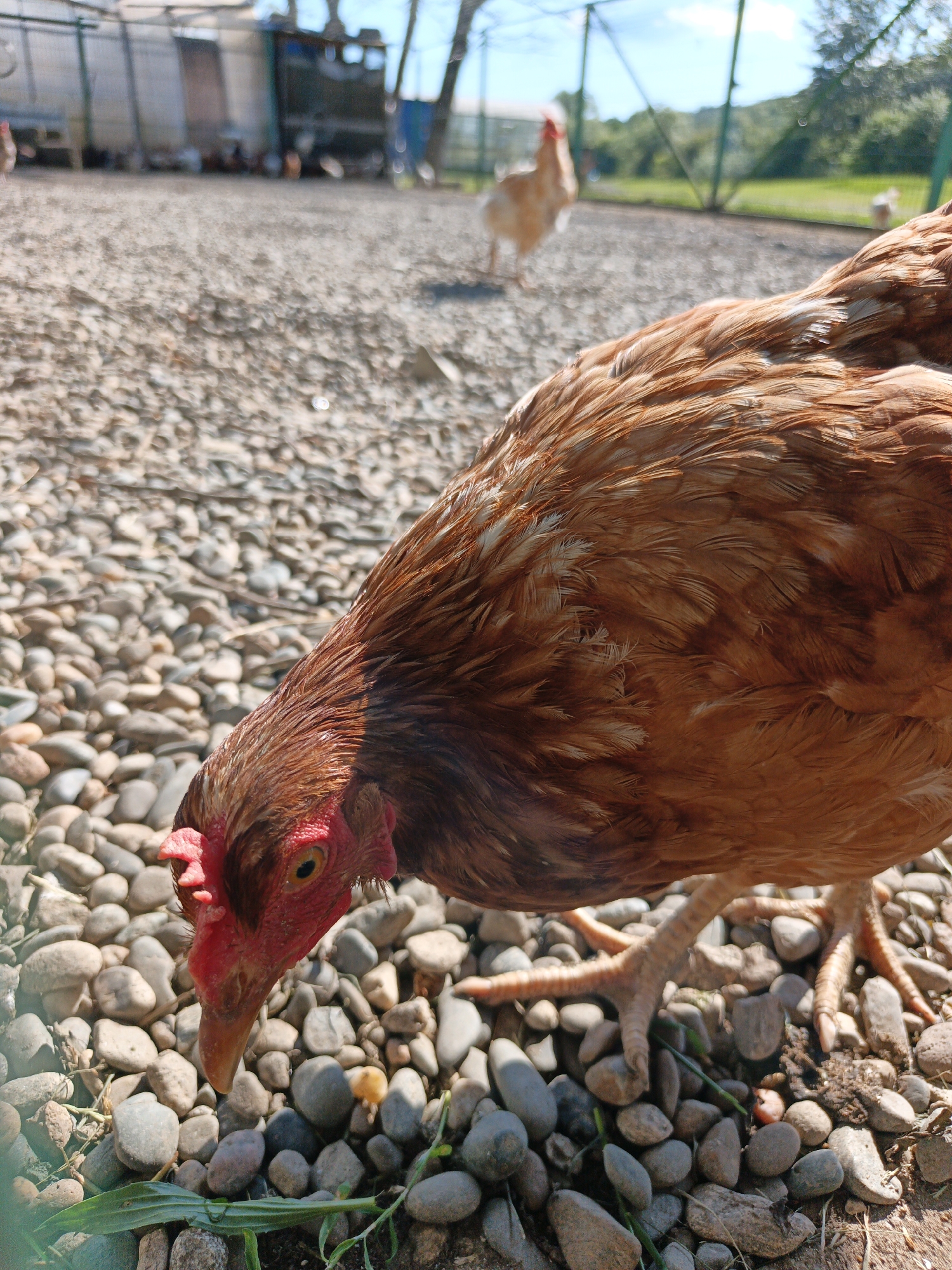 The image is a close-up shot of a brown hen pecking at stones on the ground. The hen's head and upper body are in focus, with its beak pointed downwards towards the gravelly surface. In the background, out of focus, are other chickens and a wire enclosure, suggesting a farm or rural setting. The environment appears to be outdoors, with a bright sky and some greenery visible. The setting is identified as Pshada, Russia.