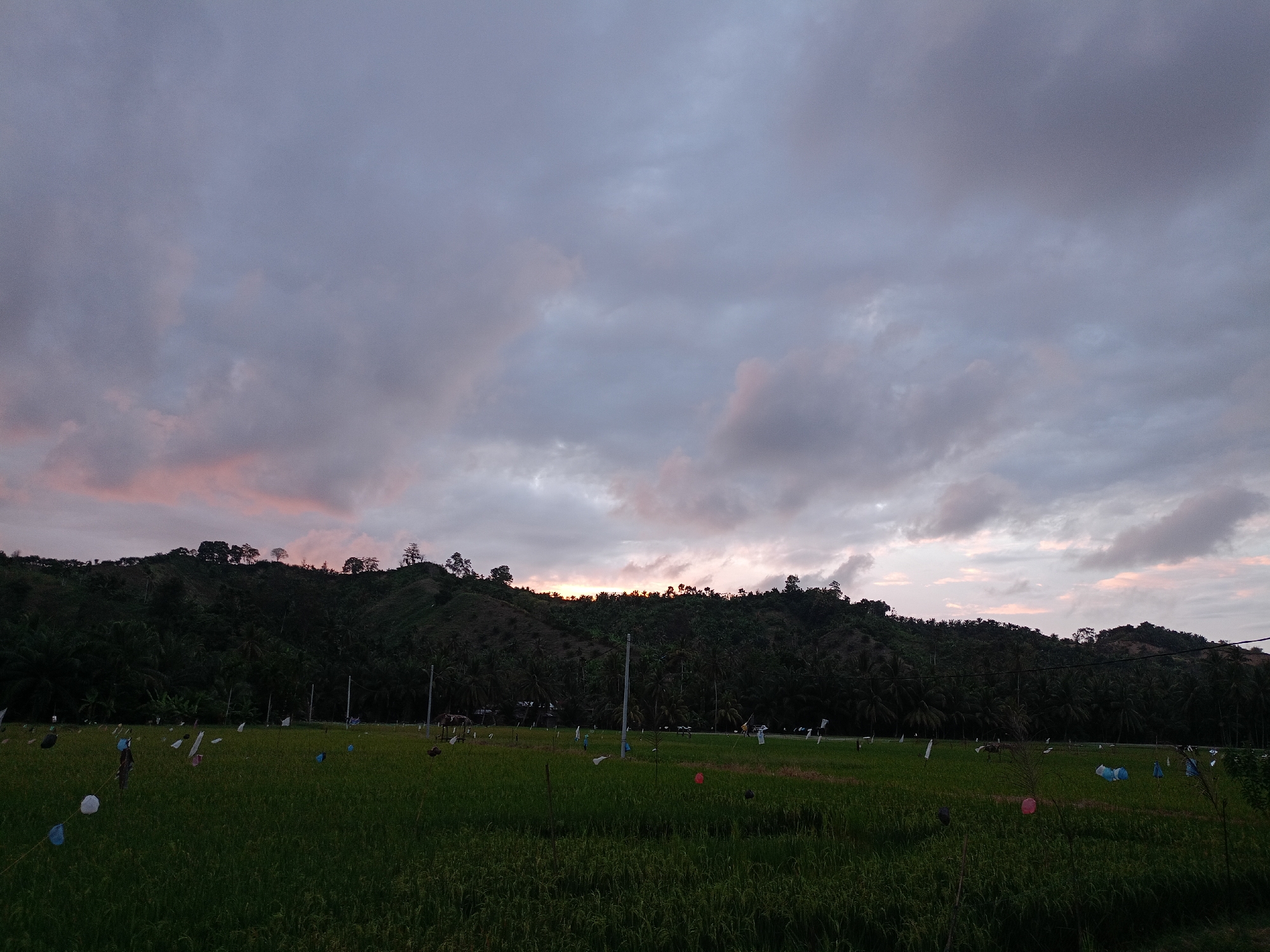 The image shows a rice field landscape in Palohpanyang, Indonesia. A green rice field occupies the foreground. Various objects, including colored balloons and white flags attached to poles, are scattered throughout the field. Behind the field, a densely wooded hill rises against the horizon. The sky is overcast with a mix of gray and pink-tinged clouds, suggesting either dawn or dusk. There are no people visible.