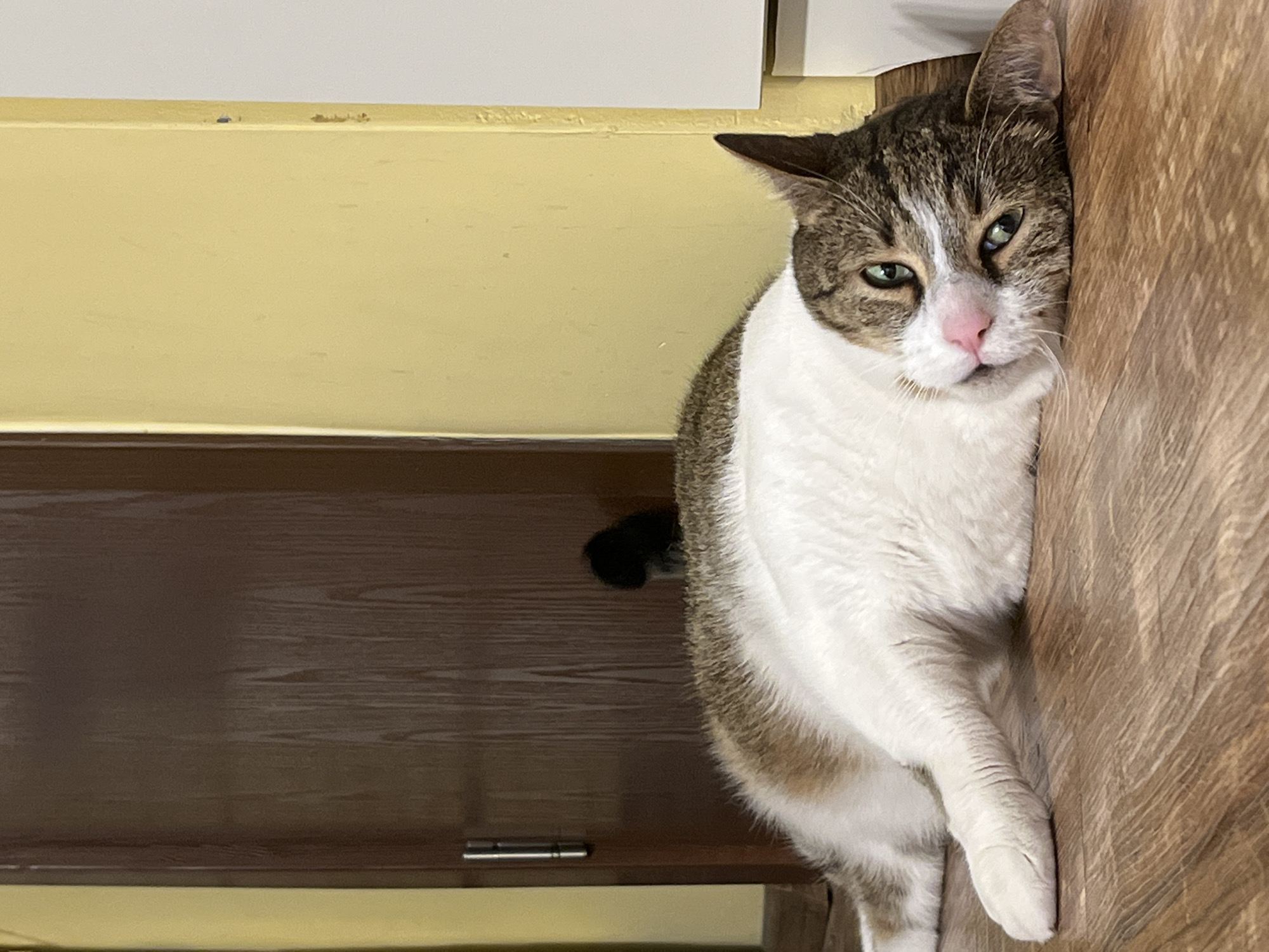 An adult tabby cat with white markings and green eyes is lying on a wooden floor in front of a dark brown door. The cat is on its side, with its head tilted and looking towards the camera. Its pink nose is prominent. The background consists of a yellow wall to the right of the door and a white vertical surface to the far right. The scene is indoors in an urban setting.