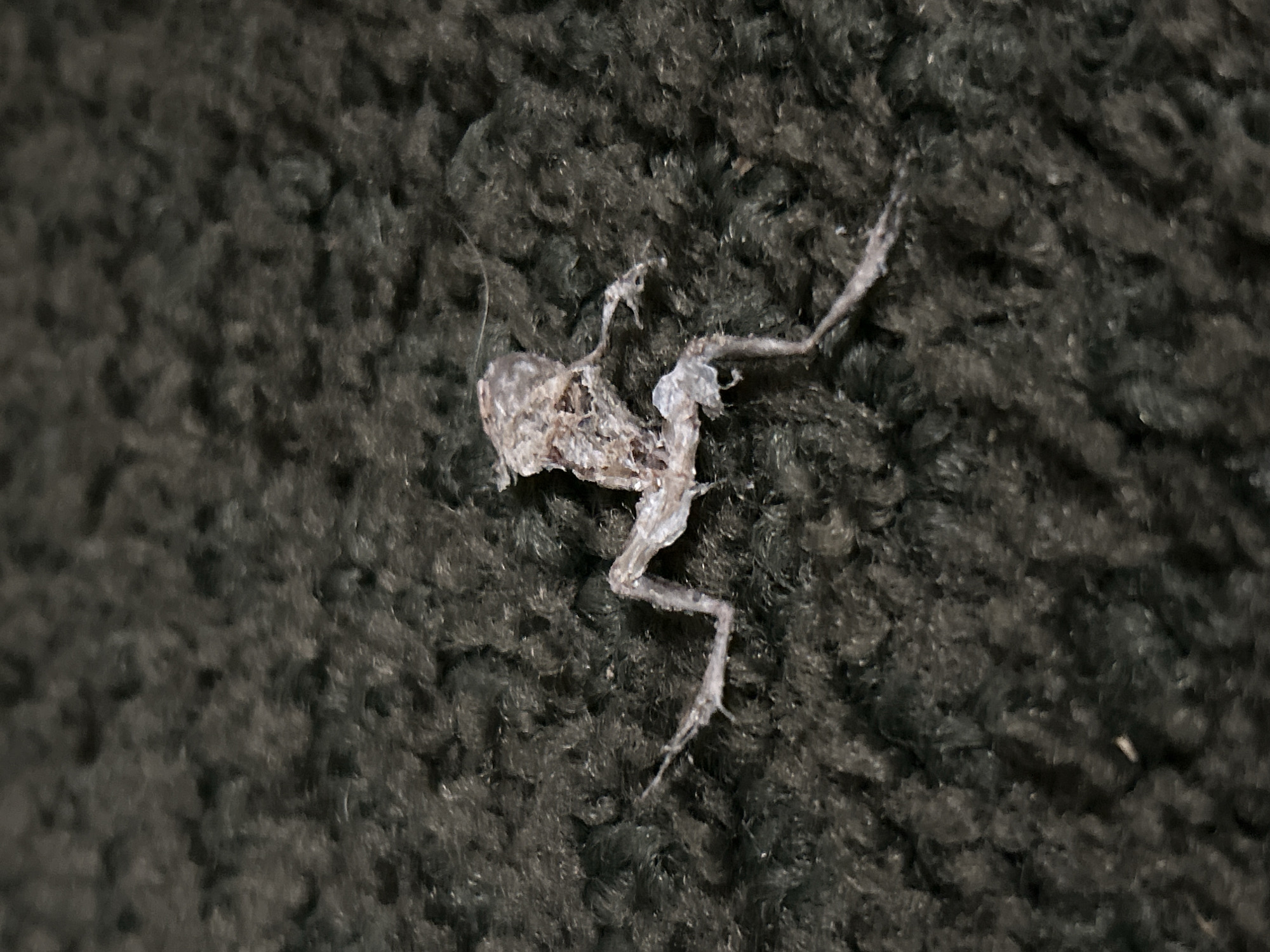 The image shows a deceased, desiccated frog lying on a dark, textured surface that appears to be fabric. The frog is light in color, skeletal, and brittle-looking. The background is out of focus. There are no indications as to the location of the photograph.