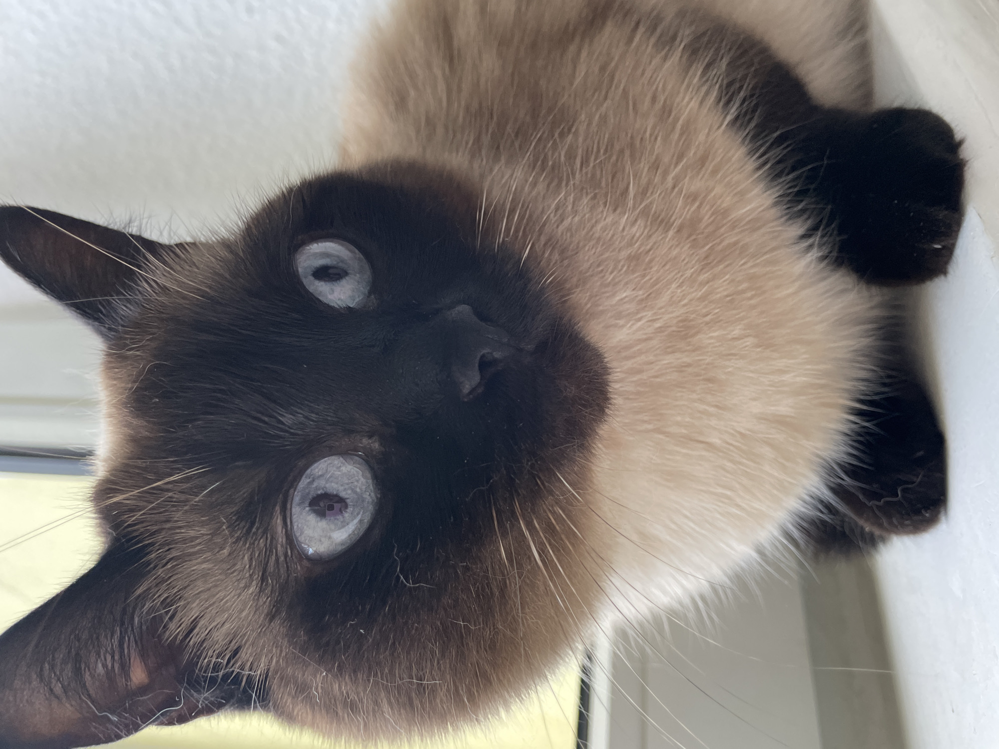 A close-up, eye-level, indoor shot features a Siamese cat with striking blue eyes and dark brown points on its face and ears, contrasting with its lighter cream-colored body. The cat is positioned in the foreground, looking slightly to the right of the camera. Its whiskers are long and white, fanning out from its muzzle. The background is softly blurred, with a light-colored wall on the right and a yellow-tinted area on the left, suggesting the presence of a window. The cat is sitting on a white surface, likely a windowsill. The lighting is natural and bright, coming from the left side of the frame.