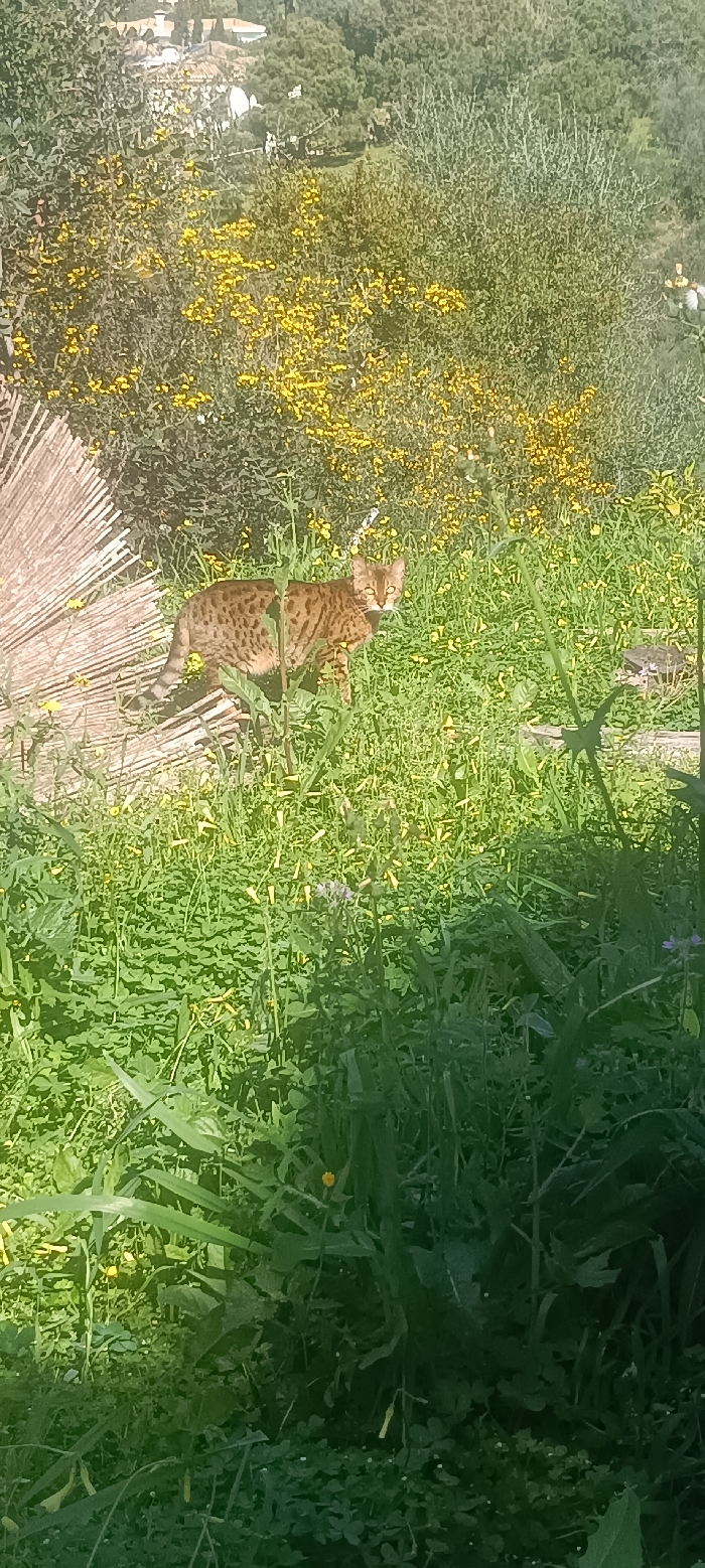 A single feline subject, exhibiting a spotted, tawny, and brown coat pattern consistent with a Savannah or Bengal breed, stands amidst dense green foliage and yellow flowering plants. The cat faces slightly right but has its head turned directly towards the observer, displaying alert, light-colored eyes. To the left of the subject, a section of a light-colored, weathered wooden or bamboo-like fence or barrier is visible. The immediate environment is overgrown with tall grasses and various plants, some bearing small yellow flowers. The scene is illuminated by bright natural light, indicating daytime. In the background, beyond the dense vegetation, a treed hillside is visible, and in the far distance, several buildings with light-colored roofs and satellite dishes are discernible, suggesting human habitation. This location is within Forest Hills, Spain.