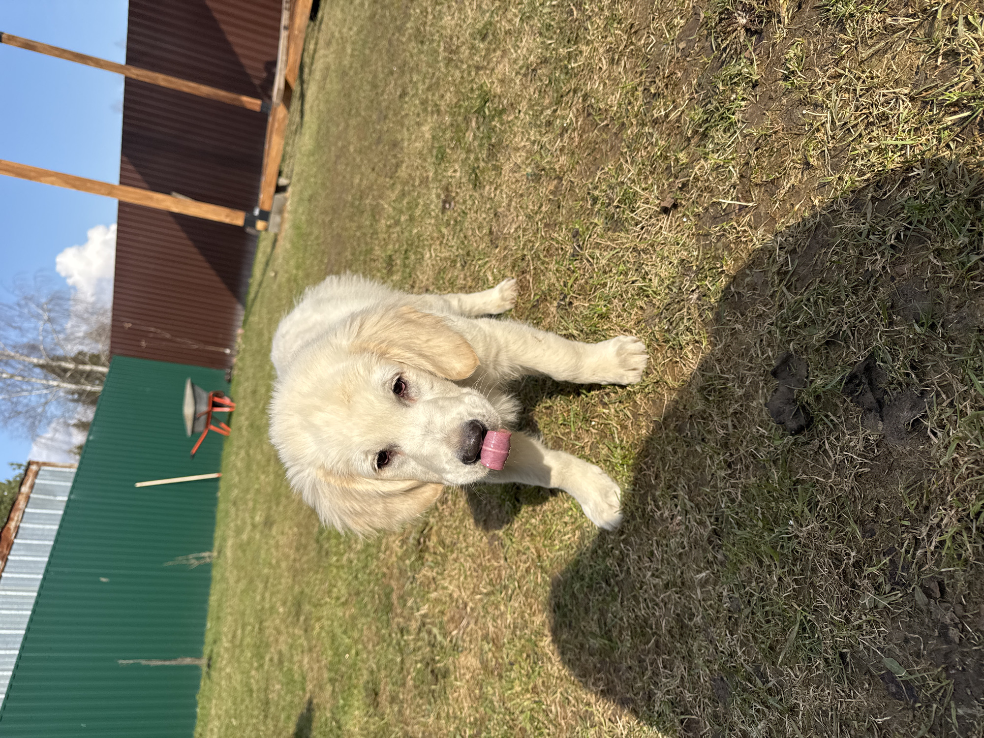 A young, light-colored Golden Retriever puppy is lying on a grassy lawn. The dog is facing the camera with its head tilted slightly. Its tongue is sticking out. Behind the puppy is a partially visible green fence, a brown wooden structure, and a blue sky. The location is outdoors in a grassy area. There is no other information to conclude the specific location of this image in the city of Ptichnoye, Russia.