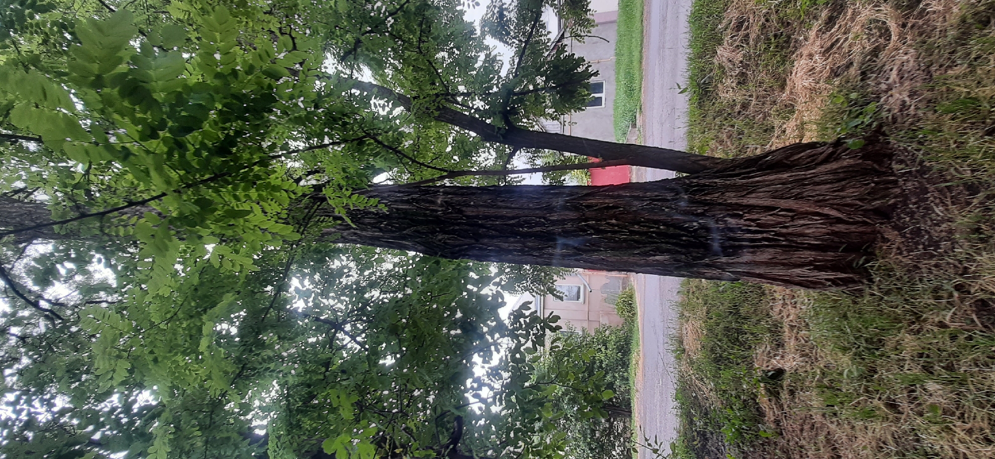 The image shows a large tree with dark, deeply furrowed bark in the foreground. The tree is positioned to the right of the frame, with its trunk taking up a significant portion of the view. The upper part of the tree is covered in lush green leaves, suggesting it is spring or summer. Behind the tree, a paved road is visible, with grass and dry vegetation on either side. Across the road, there are buildings that appear to be houses or other residential structures, some with windows and faded paint. A red wall or fence is also partially visible between two of the buildings. The sky is overcast and bright, indicating a cloudy day. The overall scene depicts a natural element, a tree, in what appears to be a residential area on the outskirts of a town or village. It is not possible to determine the exact location within Yessentukskaya, Russia from the image alone. No people or animals are present in the image.