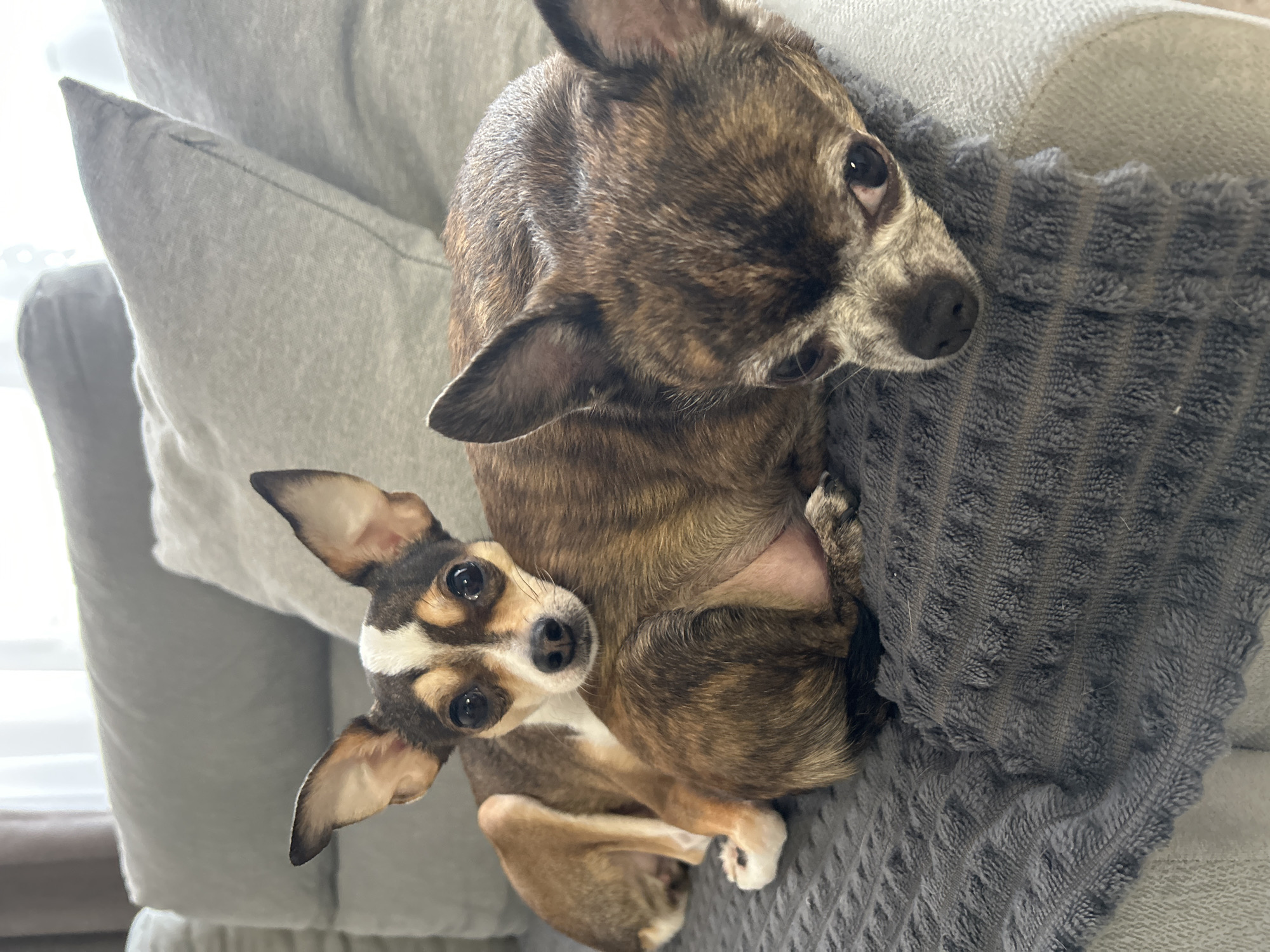 Two small dogs, likely Chihuahuas, are resting on a grey textured blanket atop a sofa. The dog in the foreground has brindle coloring and is facing to the right, with its head resting on the blanket. The second dog is behind the first, facing the camera, with a brown and white coat and large, alert ears. The background shows a grey sofa with pillows and a window with sheer curtains. The overall scene is domestic and relaxed. The location of Мирный, Russia, is not visually determinable from the image content.