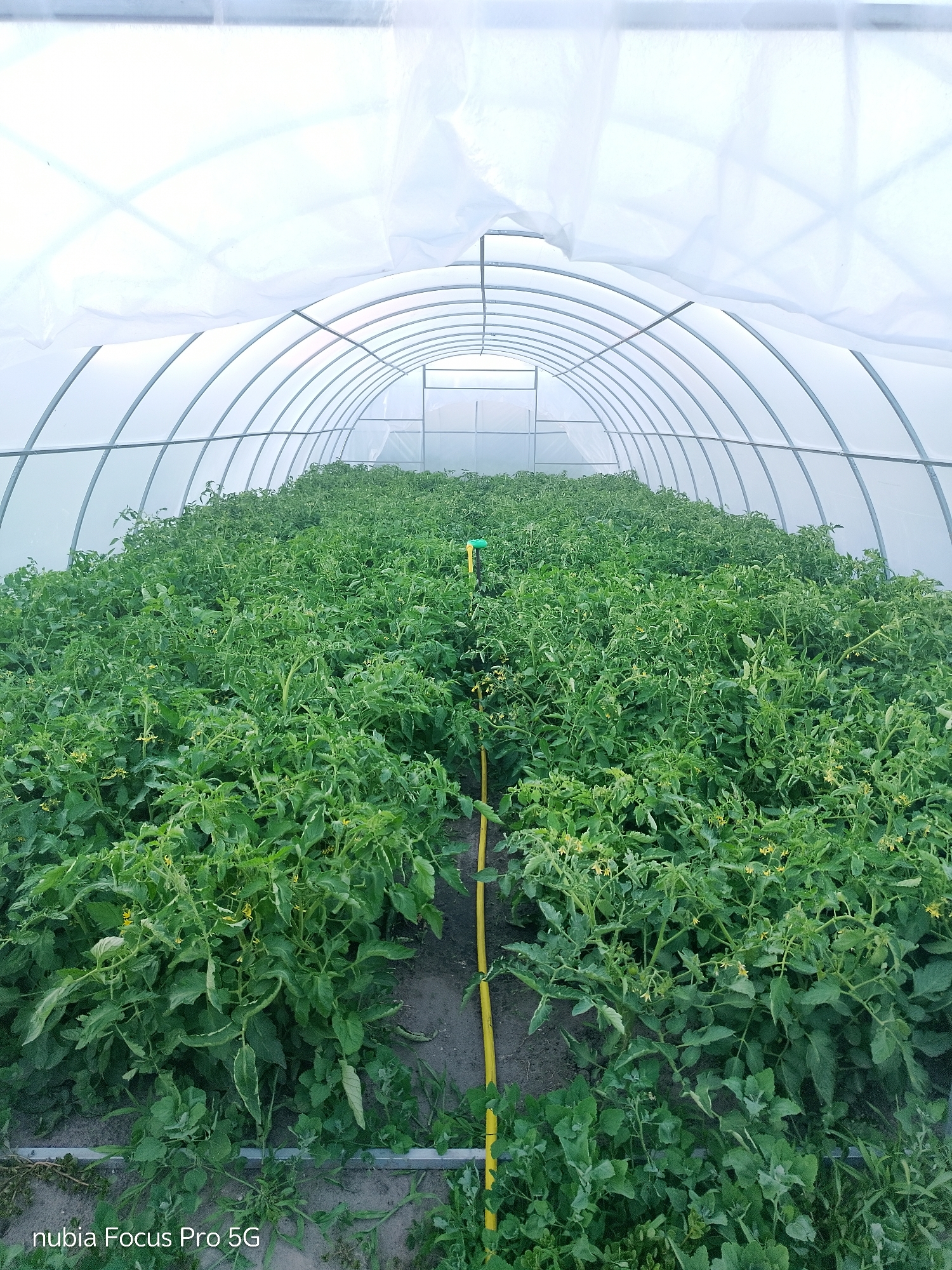 The image shows the interior of a greenhouse, likely in Dnipro, Ukraine, filled with lush green tomato plants. The plants are densely packed, reaching a significant height and covered in small yellow flowers and developing fruits. A yellow irrigation pipe runs horizontally through the center of the greenhouse, with a green sprinkler head visible in the distance. The greenhouse structure consists of curved metal ribs covered in translucent white plastic sheeting, creating a diffused light environment. The floor appears to be dark soil with some patches of weeds and debris. The perspective suggests the image was taken from the entrance of the greenhouse, looking down a long row of plants. The bottom left corner of the image displays a watermark reading "nubia Focus Pro 5G." There are no people visible in the image.