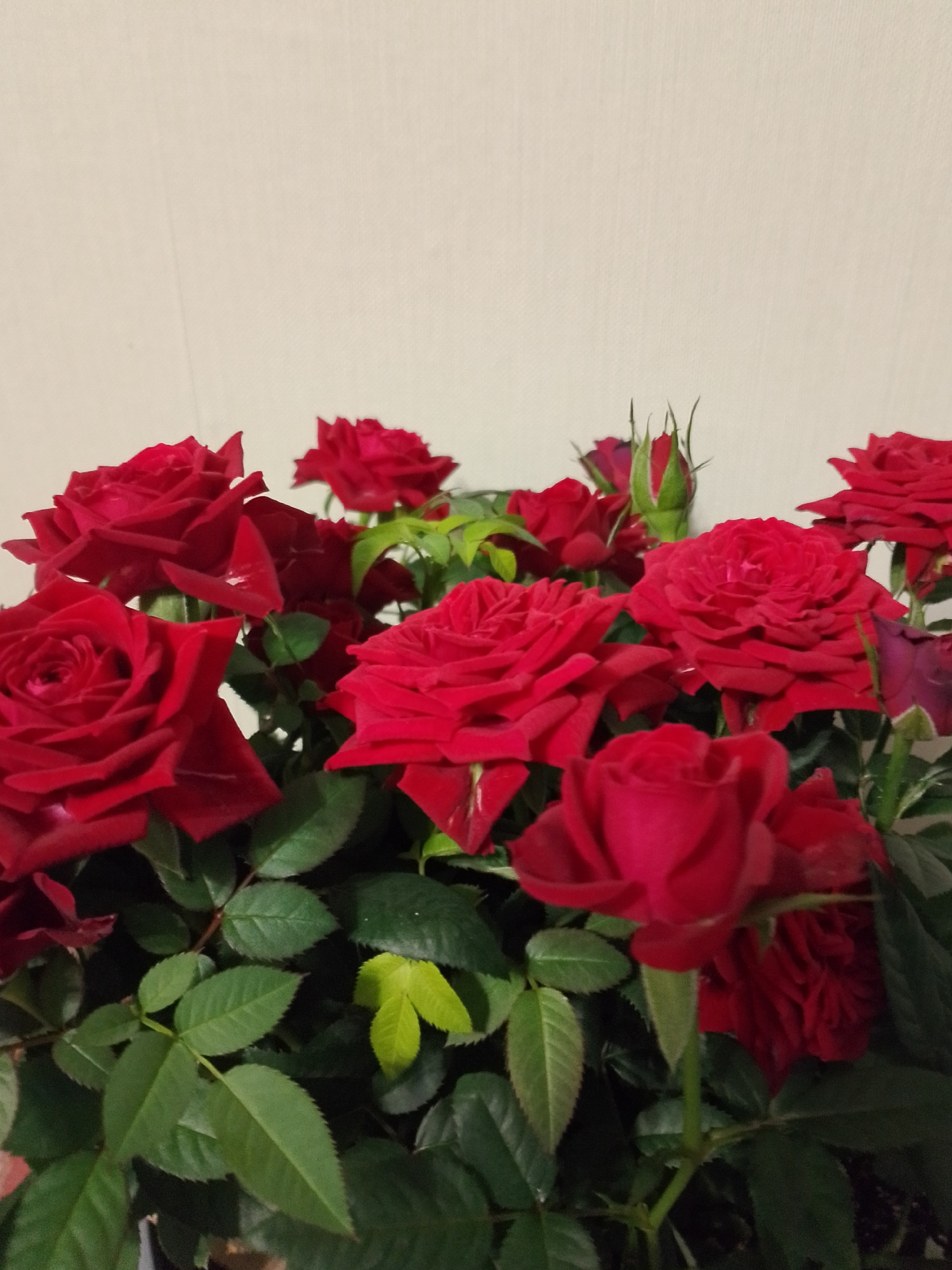 The image features a close-up of a vibrant arrangement of red roses, likely a bouquet or a potted plant. Numerous rose blossoms, in various stages of opening, dominate the lower two-thirds of the frame. The petals are a rich, deep red color, and many flowers display fully unfurled, densely packed petals. Among the open roses, at least one tightly closed bud with visible green sepals can be seen towards the upper center.
The roses are surrounded by abundant green foliage, consisting of healthy leaves with serrated edges, varying slightly in shade from dark green to a brighter, almost yellow-green. The dense arrangement of flowers and leaves creates a lush and full appearance.
The background is a plain, light-colored surface, possibly an off-white or light beige wall, which fills the upper third of the image. The lighting appears to be indoors, creating soft illumination on the flowers and gentle shadows within the foliage, highlighting the texture of the petals and leaves.
There are no people or specific activities depicted. No text is visible within the image. While the provided context indicates the location is Noviy, Russia, there are no visual cues in the photograph itself to confirm this geographic detail. The image conveys a sense of natural beauty and elegance.