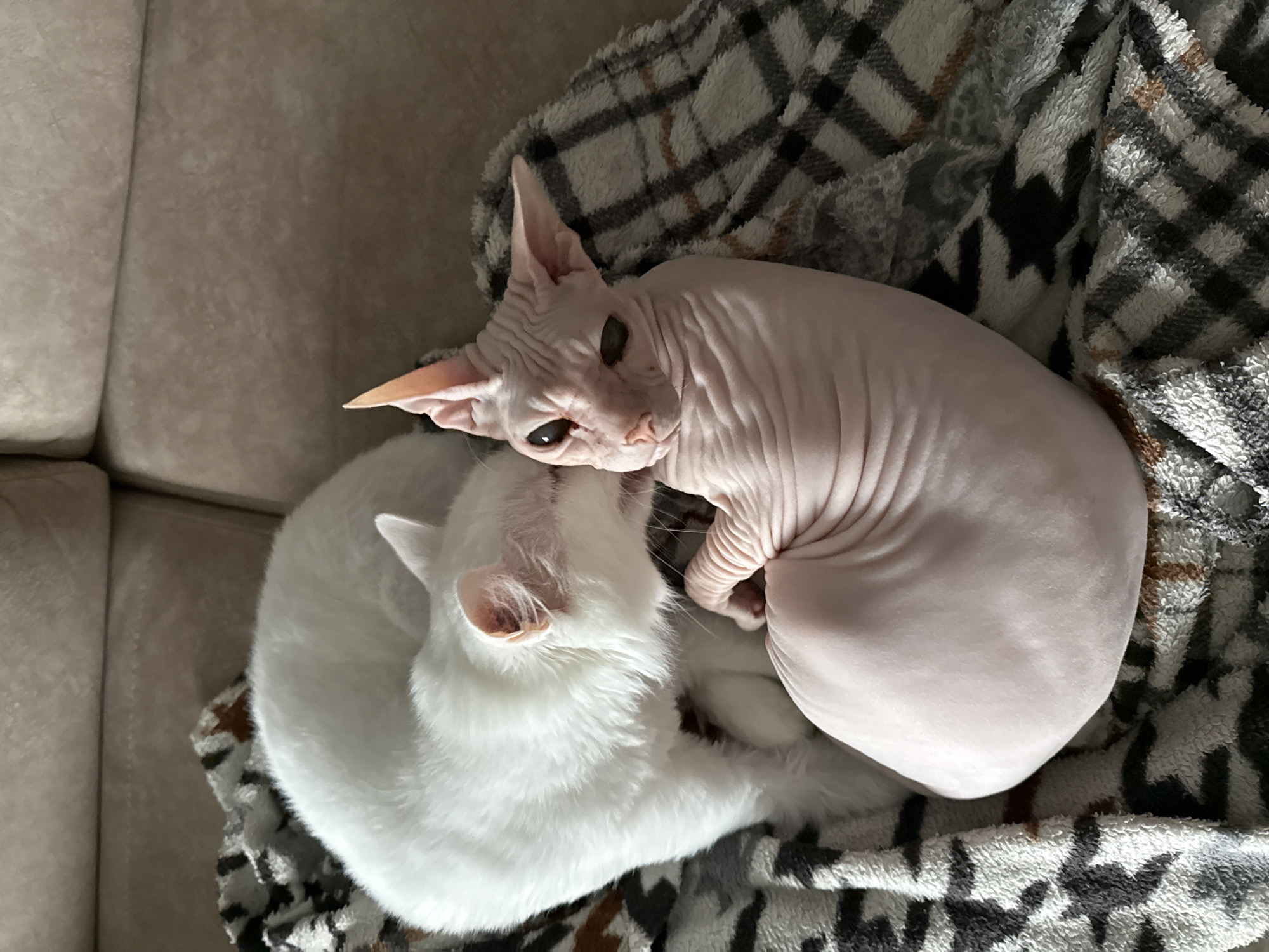 Two cats, one hairless pink cat and one white cat, are curled up together on a patterned blanket. The blanket is a gray and white plaid with some brown accents. The scene is on a light beige couch. The location is unknown.