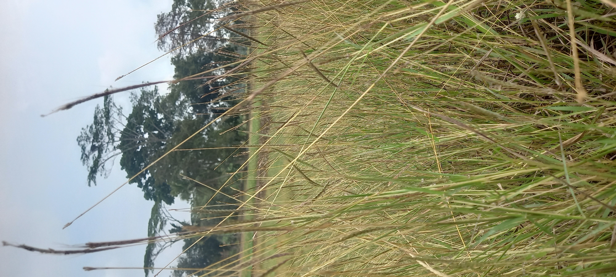 The image depicts a grassy field in Sidamulya, Indonesia, with several tall trees visible in the background under a cloudy sky. The foreground is dominated by a dense growth of dry and green grass, some of which is in sharp focus, creating a sense of depth. The trees in the distance are lush and full, suggesting a tropical or subtropical environment. There are no people or animals visible in the frame. The lighting is diffuse, indicative of an overcast day.