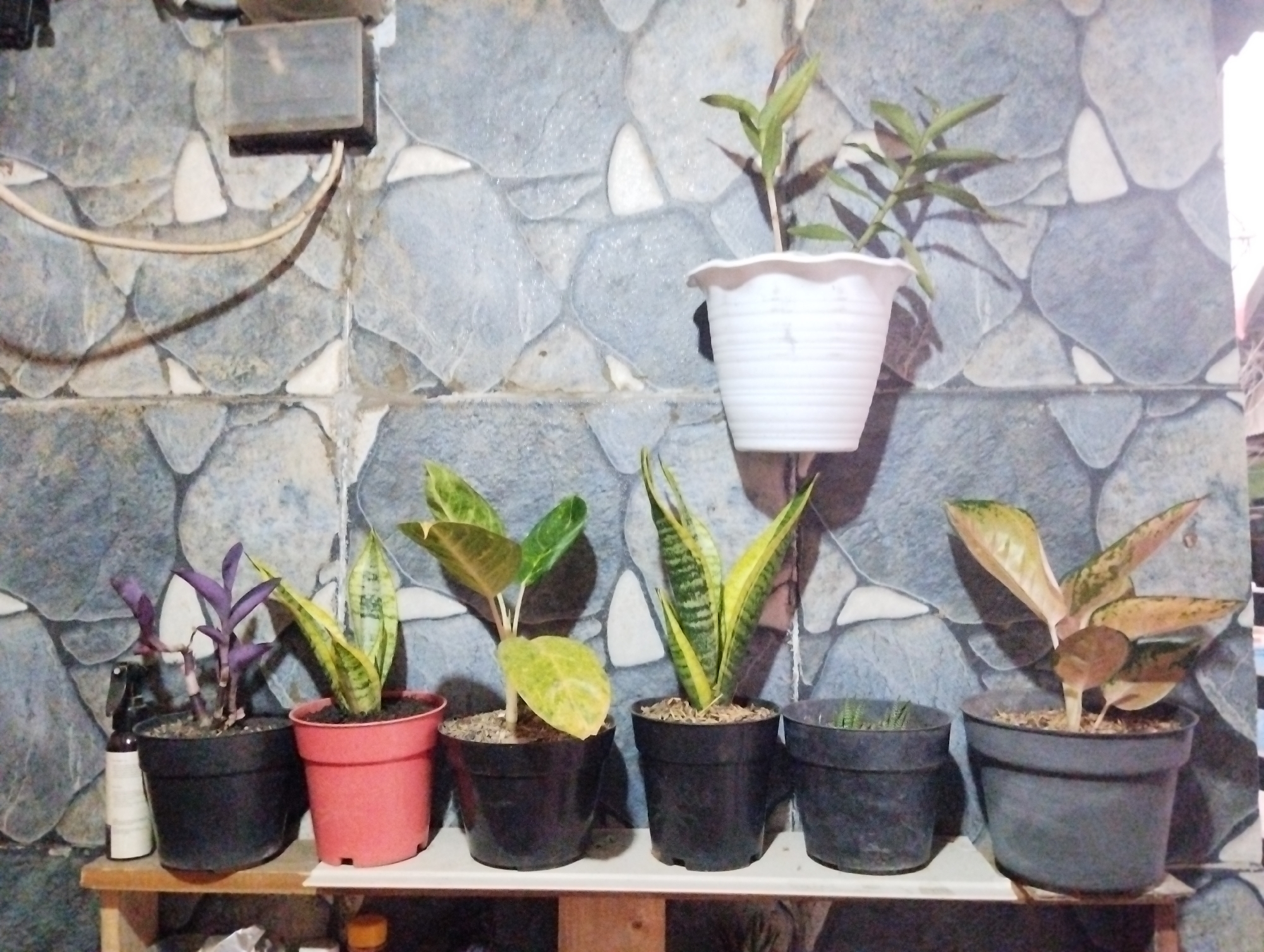 This is a medium shot, eye-level, indoor photograph of six potted plants on a shelf against a gray stone-patterned wall. The plants are of various types and sizes, with some having green leaves and others with variegated or purplish leaves. They are housed in black and one pink plastic pot. To the left of the plants, there is a spray bottle on the shelf. A white cord is visible running from a black electrical box mounted on the wall. The scene appears to be in a residential setting within Kepuh Kiriman, Indonesia.