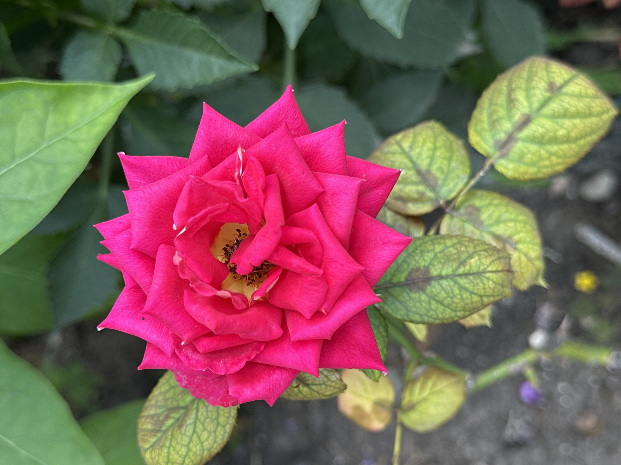 A close-up, top-down shot showcases a vibrant fuchsia rose in bloom. Its petals are a rich, deep pink, layered and slightly unfurled, revealing a yellow center with visible stamens. The rose is positioned centrally, with the foreground dominated by its intense color. Surrounding the rose, several leaves are visible. Some are a healthy, deep green, creating a backdrop. Others, particularly those closer to the bottom of the frame, are a paler green, tinged with yellow and exhibiting brown spots, suggesting they may be aging or have a mild fungal infection. A thin stem connects these leaves, extending downwards out of frame. The ground beneath the rose and leaves appears to be dark soil or mulch, with some out-of-focus elements suggesting other plants or small objects. The overall lighting is bright, highlighting the rose's color and the textures of the petals and leaves. No people or specific landmarks are visible. The image is a naturalistic depiction of a single blooming rose in what appears to be a garden setting. The location of Yessentuki, Russia is not visually represented in this image.