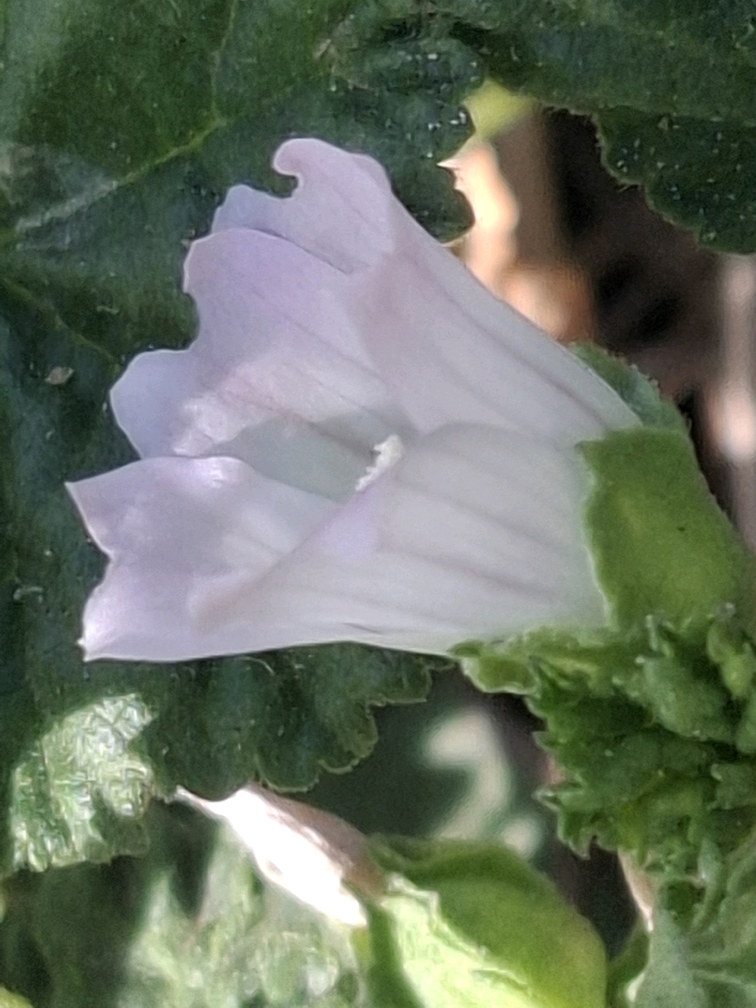 The image is a close-up, shallow-depth-of-field photograph of a pale pink flower with a light green calyx. The flower is partially obscured by dark green leaves, which are in sharp focus. The background is blurred and consists of darker greens and some warmer, out-of-focus light, possibly indicating sunlight filtering through foliage or an artificial light source. The image does not contain any recognizable landmarks or elements that would indicate its location within the city of Almaty, Kazakhstan.