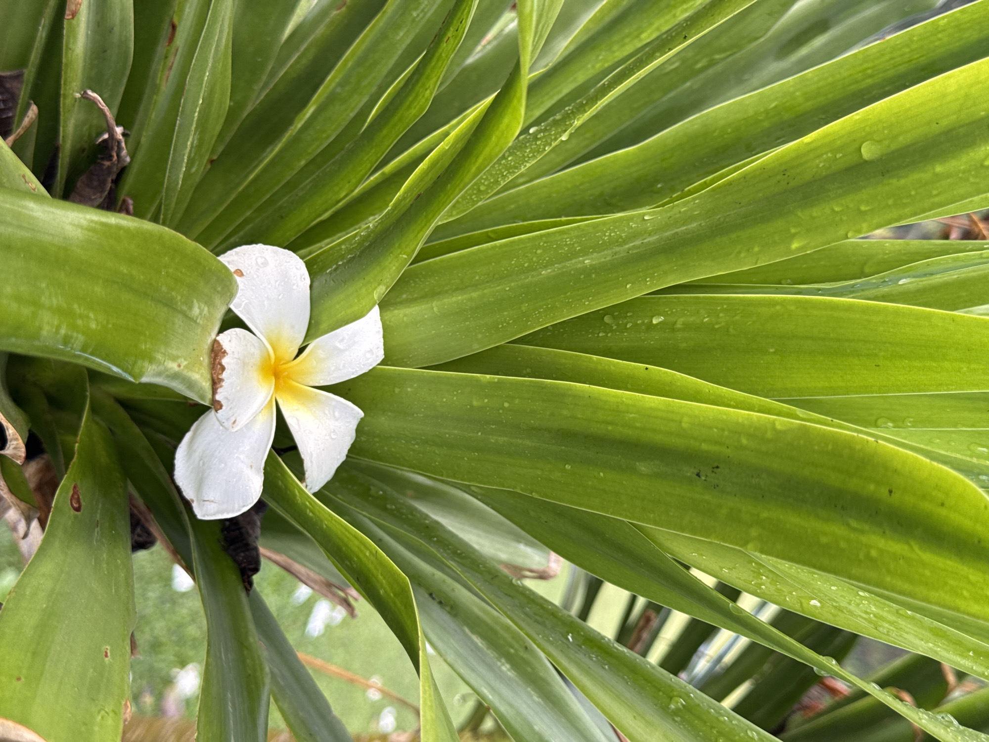 A close-up, top-down view captures a single white plumeria (frangipani) flower with a soft yellow center, nestled among a dense cluster of vibrant green leaves. The flower, slightly turned, reveals five delicate petals, each adorned with numerous tiny water droplets, suggesting recent rain or morning dew. Its base shows a hint of light brown discoloration, indicating it may have recently fallen or been placed.
The surrounding leaves are long, linear, and deeply green, fanning out from behind and around the flower, creating a lush, verdant backdrop. Many of these leaves also glisten with clear water droplets, highlighting their smooth, slightly waxy texture and central veins. Some leaves exhibit minor imperfections, such as small brown spots or dried tips, adding to the natural authenticity of the scene. The overall composition is dominated by shades of green, with the bright white and yellow of the flower providing a focal point.
The lighting appears natural and diffused, evenly illuminating the plant and enhancing the visual texture of the water droplets. The background is softly blurred, hinting at more foliage or a natural outdoor setting, consistent with a tropical environment like Kuta Selatan, Indonesia. There are no people, explicit activities, or visible text in the image. The scene evokes a sense of freshness, tranquility, and natural beauty.