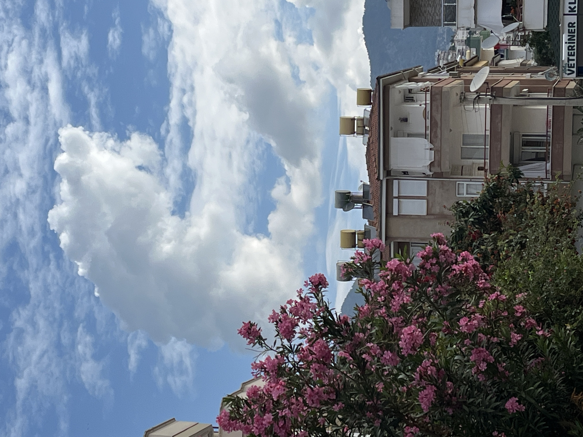 Here's a detailed description of the image:
The image presents a view in Alanya, Turkey, encompassing both natural and urban elements. The sky dominates the upper portion of the frame, exhibiting a clear blue expanse punctuated by voluminous, white clouds. The clouds possess a rounded, almost heart-like shape, drawing the eye skyward.
The middle ground features a multi-story building, likely a residential apartment block. Solar water heaters are prominent on the roof. Satellite dishes are mounted on the building's facade. A sign is visible on the building, the word "VETERINER" is visible.
Foreground details include a profusion of pink flowers on a flowering shrub, likely oleander. Green foliage is also abundant, partially obscuring the building at some points.
The overall scene captures a typical blend of architecture and flora common to coastal urban settings in Turkey, under a bright daytime sky.