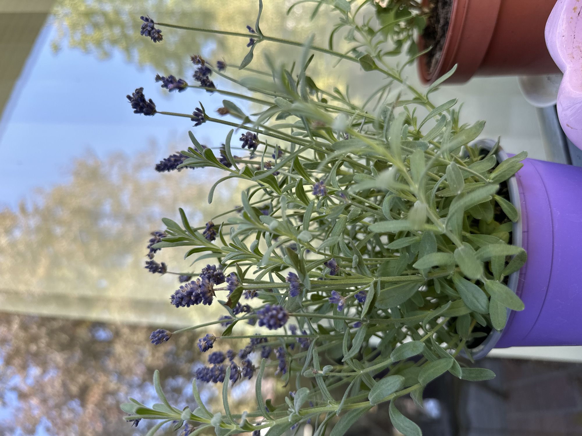 The image shows a close-up of a lavender plant in a purple pot, situated on a windowsill or balcony. The lavender has small purple flowers and gray-green leaves. Behind the plant, a window reflects trees and the sky. In the background, a brown pot with another plant is visible. The scene appears to be outdoors, possibly in a residential area of Krefeld, Germany, given the context of the request. There are no people or animals present, and no discernable actions are taking place. The lighting suggests it is daytime.