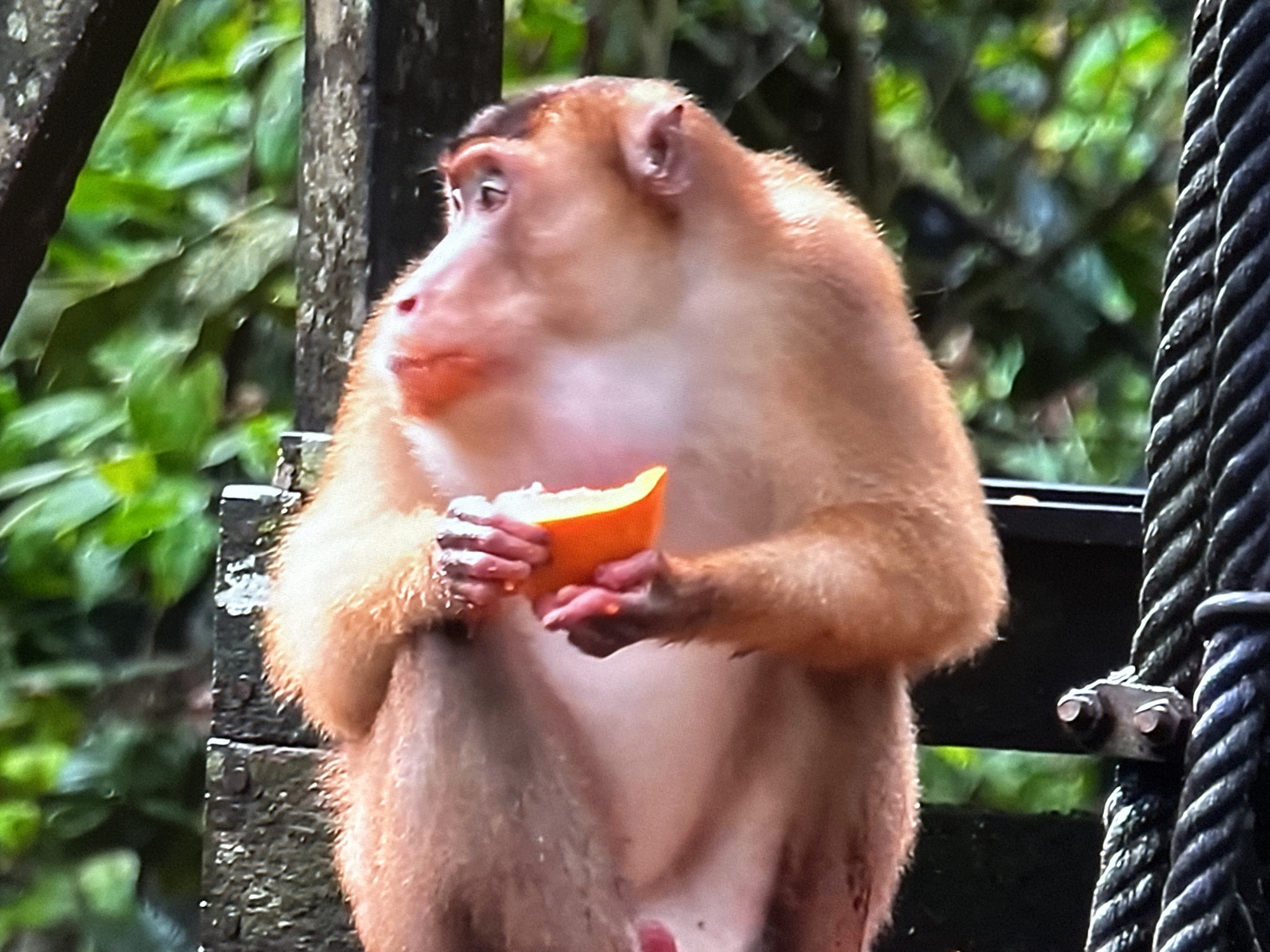 This media file depicts a close-up, eye-level view of a primate, likely a monkey, holding and eating a slice of orange fruit. The monkey has light brown fur and is seated on what appears to be a wooden structure, possibly a railing or platform. Its gaze is directed to the left, away from the viewer, and its mouth is open as it consumes the fruit. The background consists of lush green foliage, suggesting an outdoor, natural environment, possibly a jungle or forest. To the right of the monkey, a thick, dark rope is visible, secured by metal hardware. The lighting suggests it is daytime. The image appears to be a still from a video, as indicated by the slightly blurred motion of the monkey's face and the overall texture. No text is visible in the image. The location context provided is Almaty, Kazakhstan.