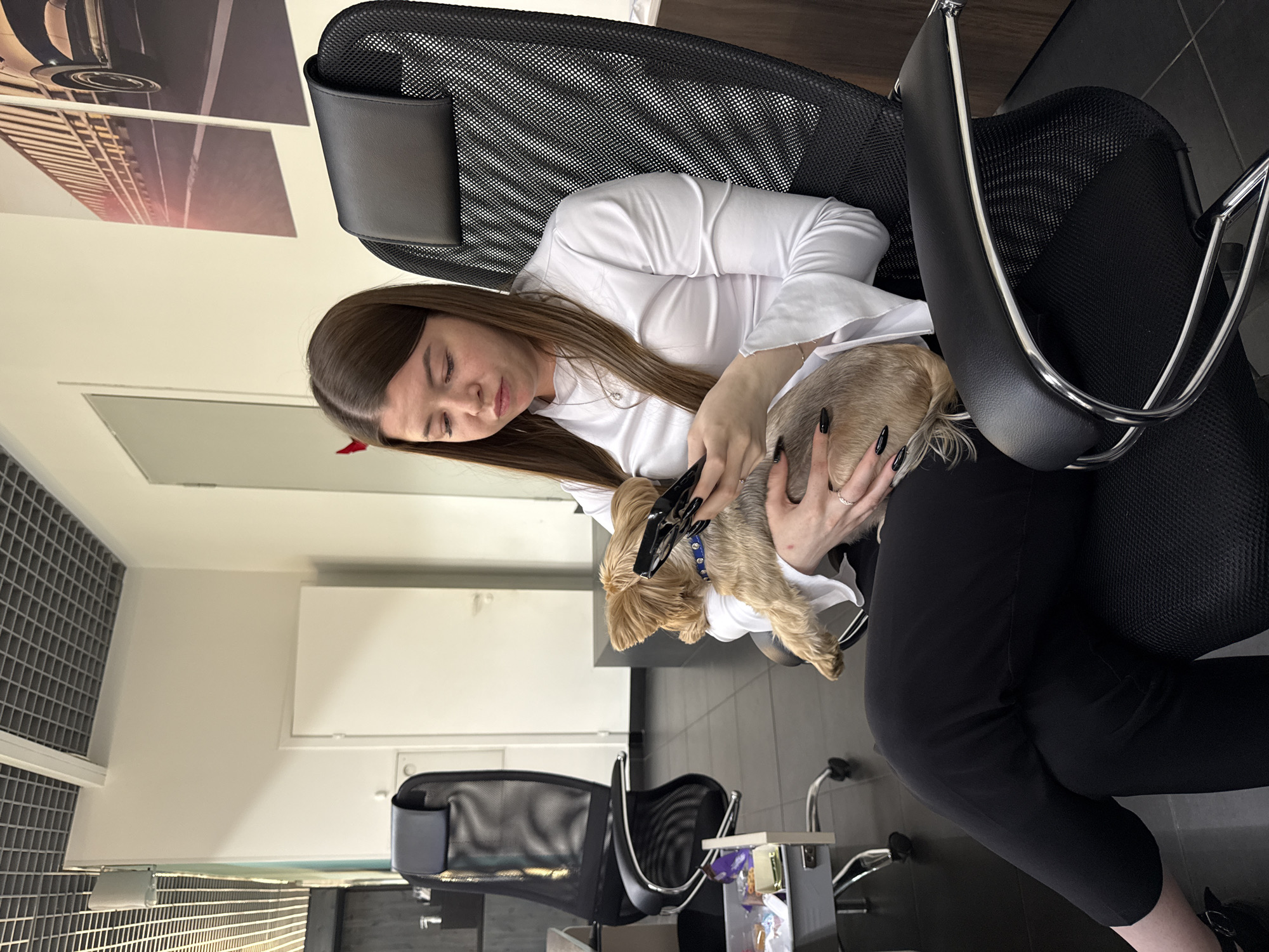 In an indoor setting that appears to be an office or a salon, a young woman with long brown hair is seated in a black mesh office chair. She is wearing a white long-sleeved blouse and black pants. She is holding a small, light brown dog in her arms. The dog has a blue collar. The woman is looking down at the dog with a gentle expression. Her nails are painted black.
The background shows an office environment with white walls and some artwork or posters on the wall featuring images of cars and train tracks. There are other office chairs and furniture visible. The lighting suggests it is daytime. The overall mood seems calm and affectionate due to the interaction between the woman and the dog. There is no visible text in the image. The location context is Nizhny Novgorod, Russia.