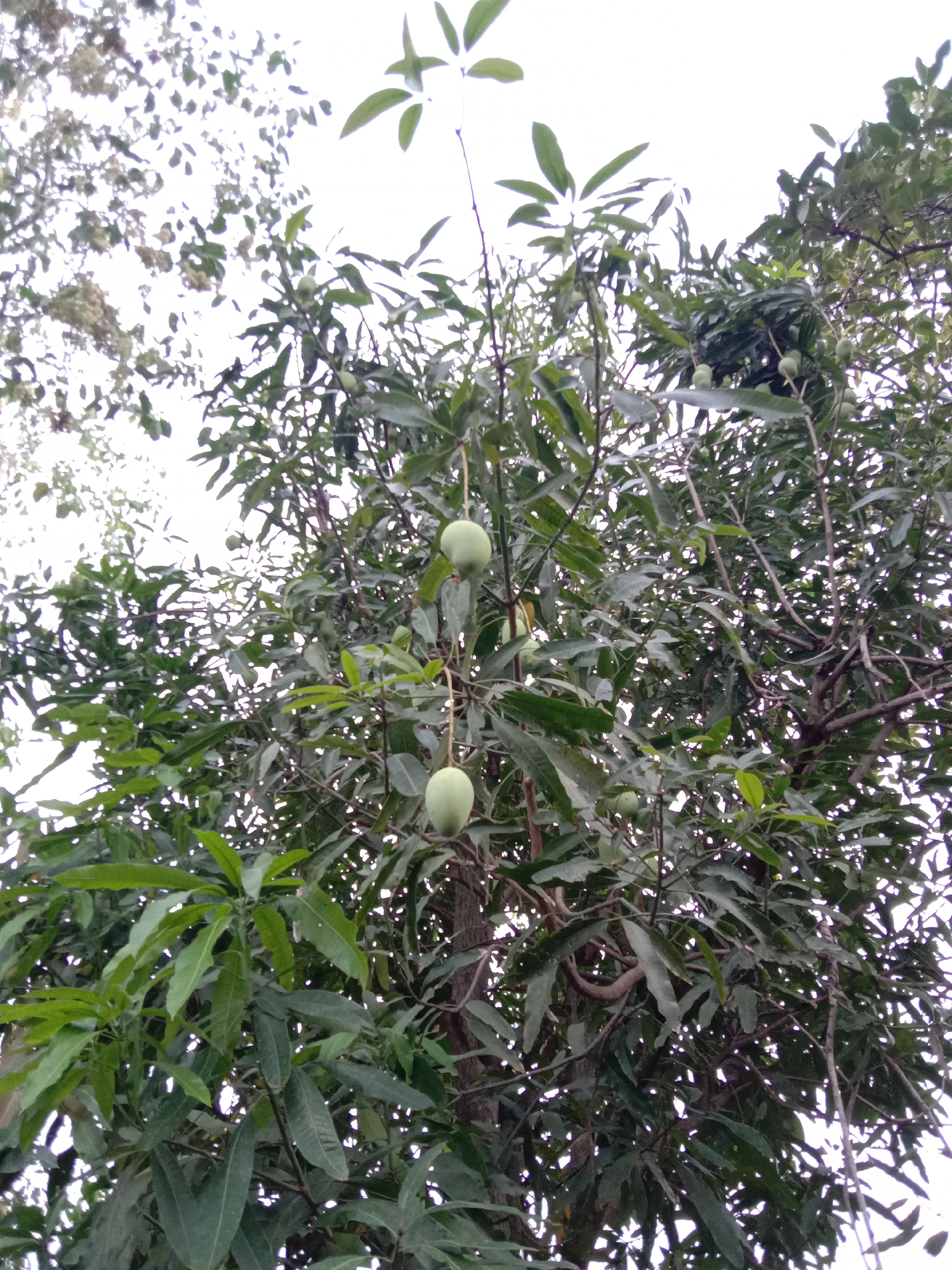 The image depicts a mango tree, likely located outdoors, based on the abundant leaves, branches, and young, green mangoes hanging from the branches. The sky is visible through the foliage and appears overcast. The details are not sufficient to determine the specific location within Lhokseumawe, Indonesia.