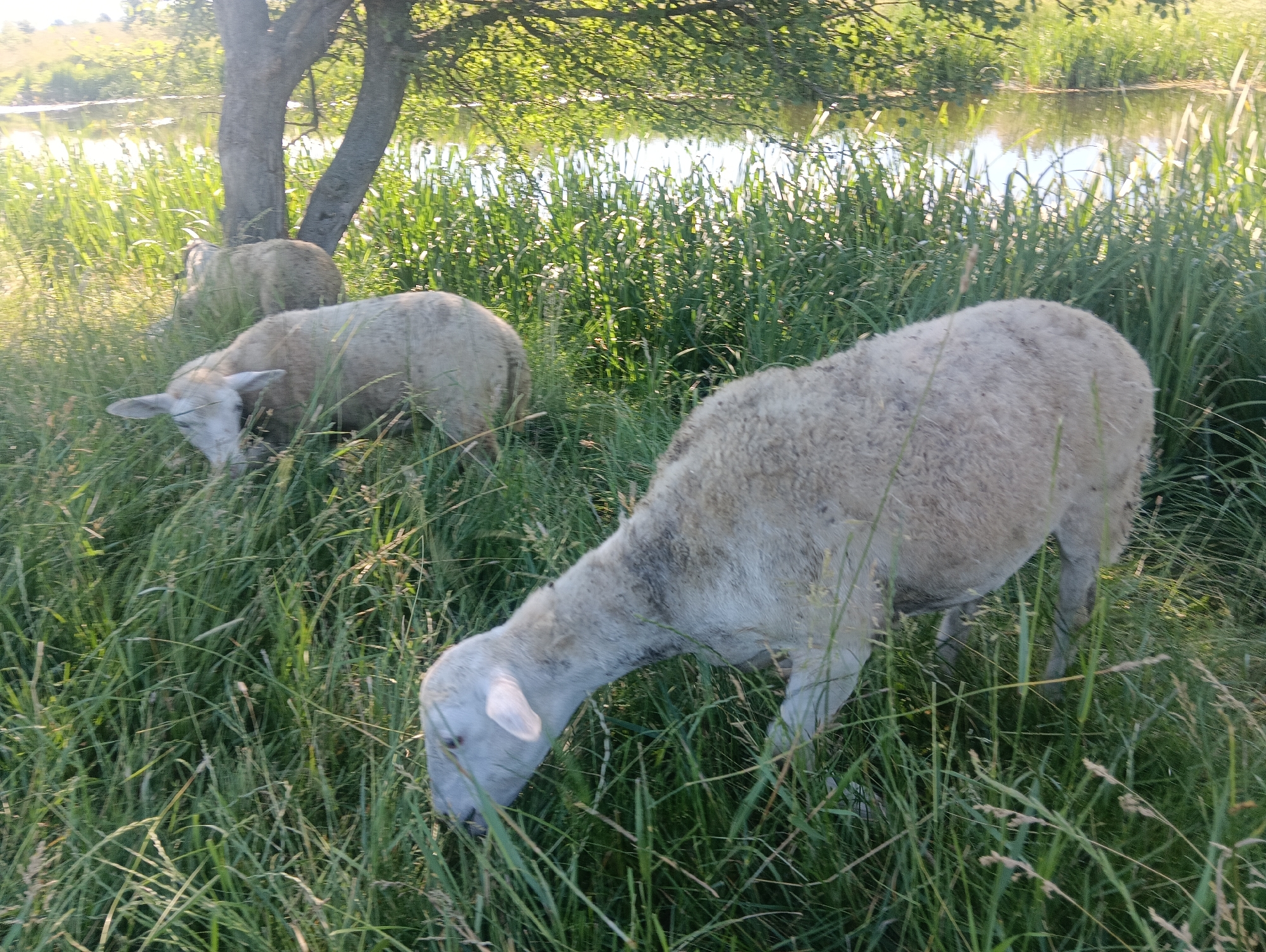 A flock of three sheep are grazing in a field of tall grass near a body of water. The sheep are a light, creamy color with some darker patches on their wool. The foreground shows two sheep with their heads down, eating. The third sheep is in the background, also grazing. Behind the sheep, there is a tree with sunlight filtering through its leaves. The body of water appears to be a river or pond, with reeds growing along its edge. The overall scene is peaceful and idyllic, suggesting a rural or natural setting. The image is taken in daylight, with the sun casting a warm glow on the scene. The camera is positioned at a low angle, looking up at the sheep. The image has a slightly grainy texture, suggesting it was taken with a mobile phone or older digital camera. The location is unknown, but the presence of sheep and a natural landscape suggests a rural or agricultural area.
