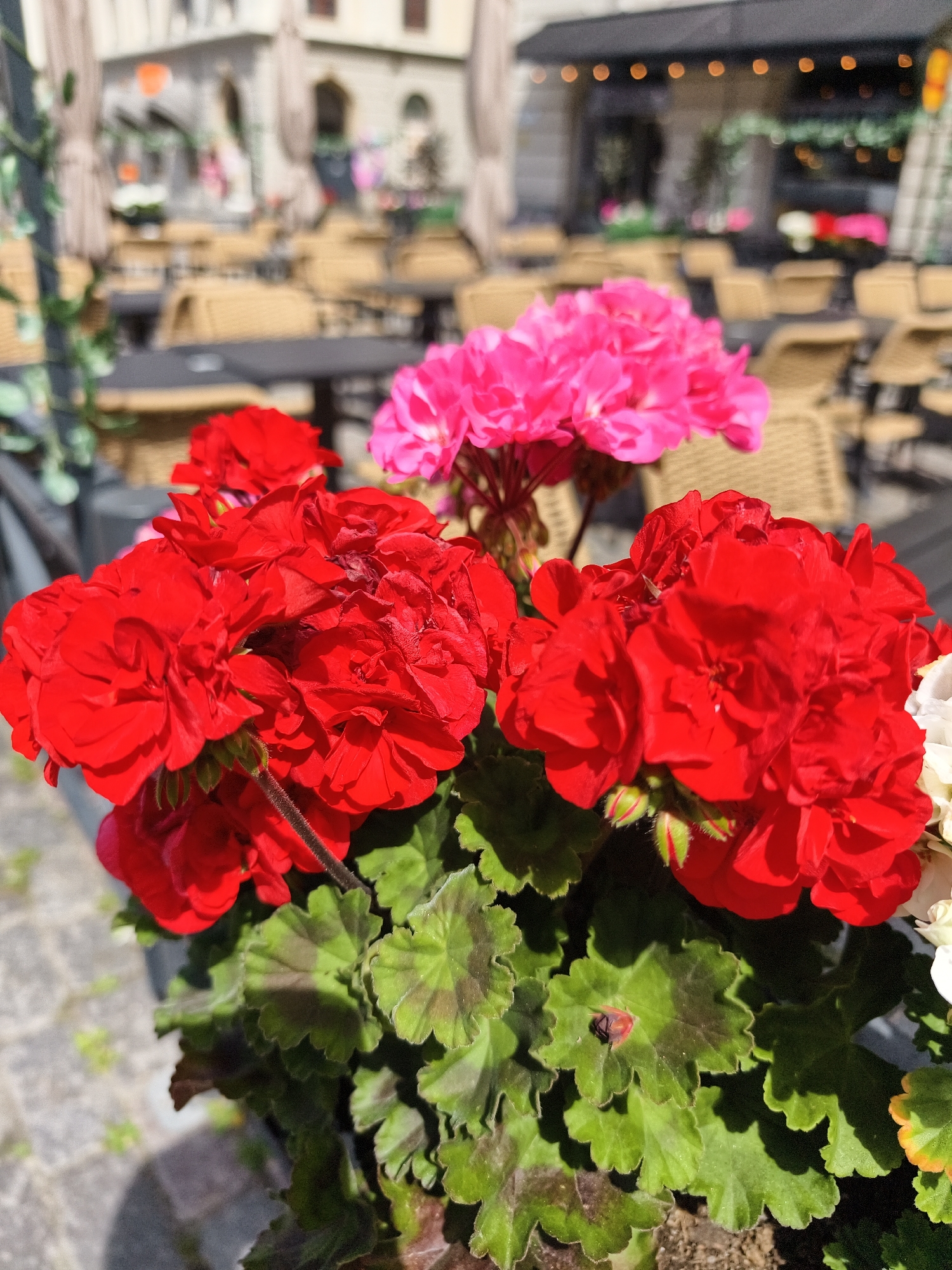 A close-up, eye-level, vertical shot captures a pot of blooming red geraniums in the foreground, with a blurred background of an outdoor cafe seating area. The geraniums are vibrant red, with some pink ones visible behind them. The leaves of the geraniums are green with darker, reddish-brown markings. The background shows numerous empty outdoor tables and chairs, likely from a restaurant or cafe, with umbrellas providing shade. The overall setting suggests a pleasant day, possibly in a European city. The image does not provide specific details to identify the location as Linköping, Sweden, nor does it show any people, actions, or interactions. The focus is on the flowers and the outdoor dining setup.