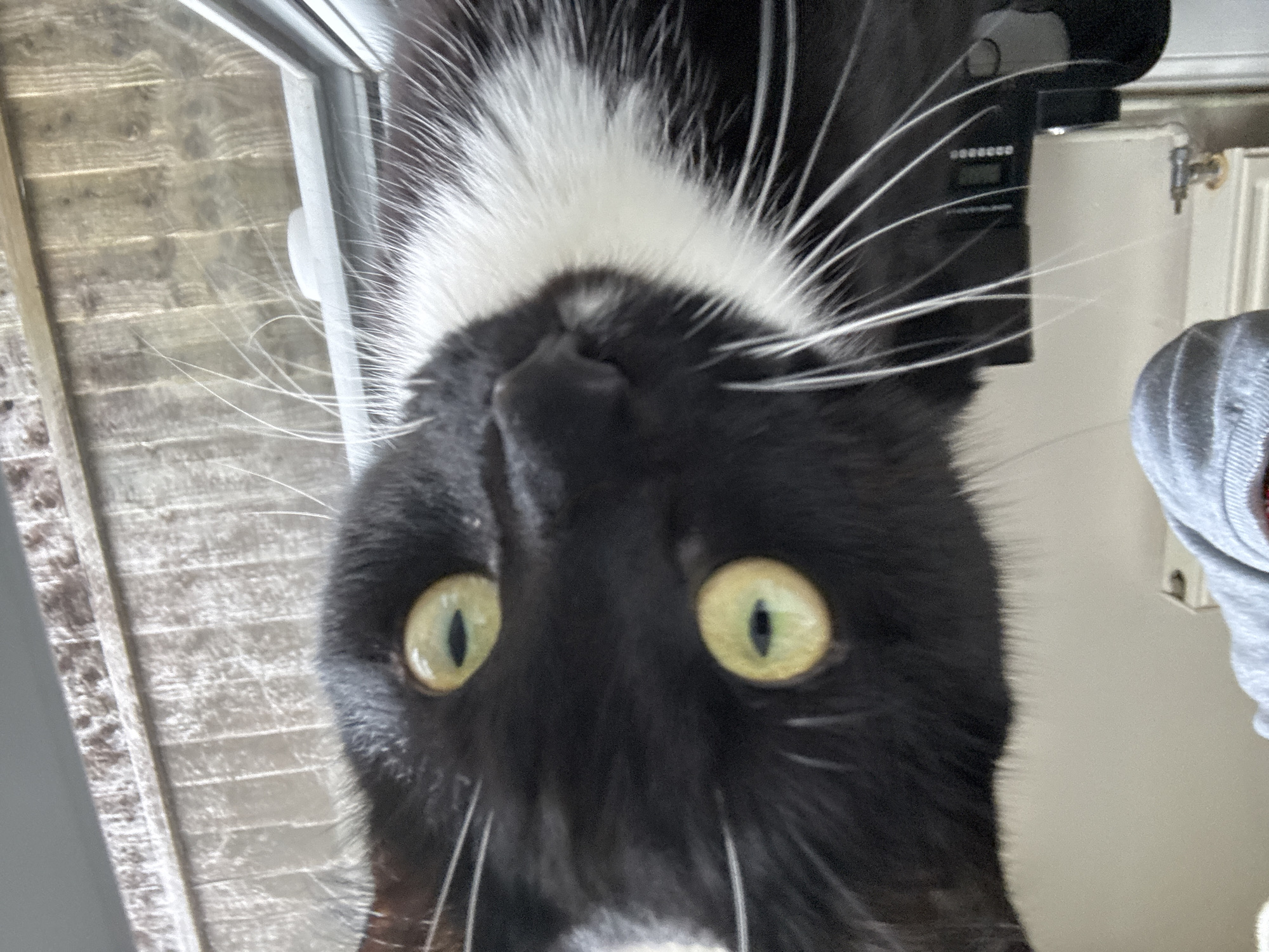 A black and white cat with green/yellow eyes is seen upside down, positioned close to the camera. The cat has a white patch on its head and long white whiskers. The background consists of a window with closed blinds. In the background there is also a gray hooded sweatshirt and white radiator. The location is Desborough, United Kingdom.