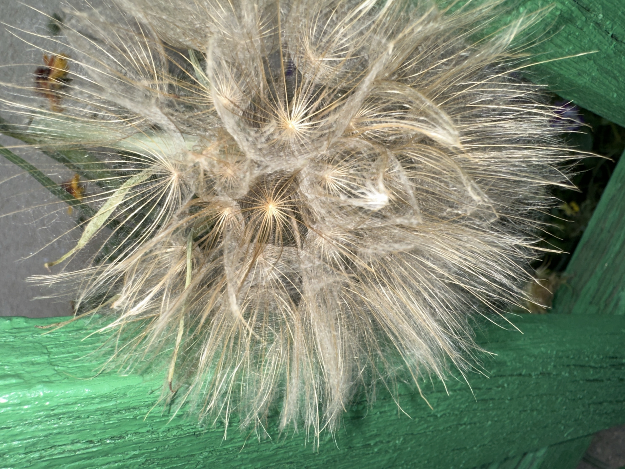 A close-up, vertically oriented photograph shows a dried seed head of a plant, likely a salsify or dandelion, with its feathery pappus strands illuminated. The seed head is positioned against a textured, bright green wooden surface on the left side of the frame. The background is out of focus, showing hints of natural elements and possibly a darker, blurred surface. The seed head is the primary subject, displaying a radial pattern of elongated, pale brown and white fibers, each ending in a parachute-like structure. Some of these structures appear to have small, dark seed remnants at their base. The lighting highlights the delicate nature of the pappus, casting subtle shadows and emphasizing the fine details of the fibers. The overall impression is one of natural decomposition and dispersal.