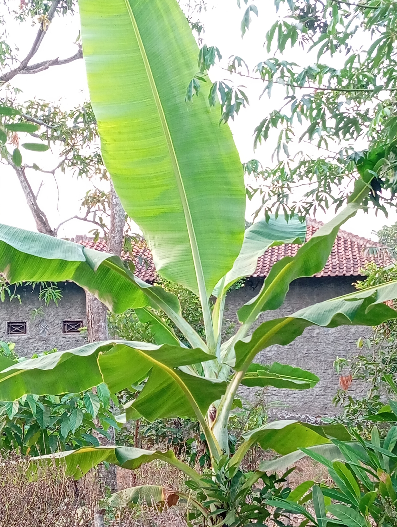 The image depicts a banana plant with large green leaves in the foreground, positioned in an outdoor setting. Behind the banana plant, a stone building with a tiled roof is visible. The building has two rectangular windows with crisscross patterns. Surrounding the building and the banana plant are various other green plants and trees, suggesting a natural or semi-rural environment. The lighting indicates it is daytime. The specific location is stated as Sudikampiran, Indonesia. There are no people or animals visible in the image.