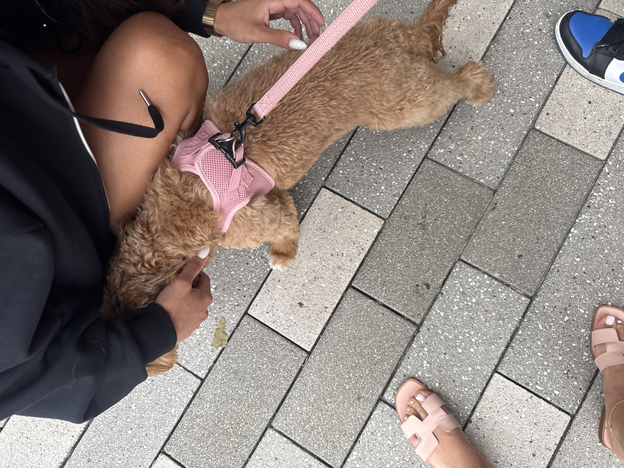The image shows an individual sitting on an outdoor paved area, presumably in Aventura, Florida, United States. A small, light-brown, curly-haired dog with a pink harness and leash is partially resting on the person's lap. The person is wearing a black jacket and a gold wristwatch, with manicured white nails. Another person's shoe, a black and blue Air Jordan, is visible on the right side of the image. There is also another person wearing pink sandals. The dog is lying down and appears relaxed. The setting appears to be a pedestrian area, likely a sidewalk or plaza, constructed of gray-toned rectangular paving stones.