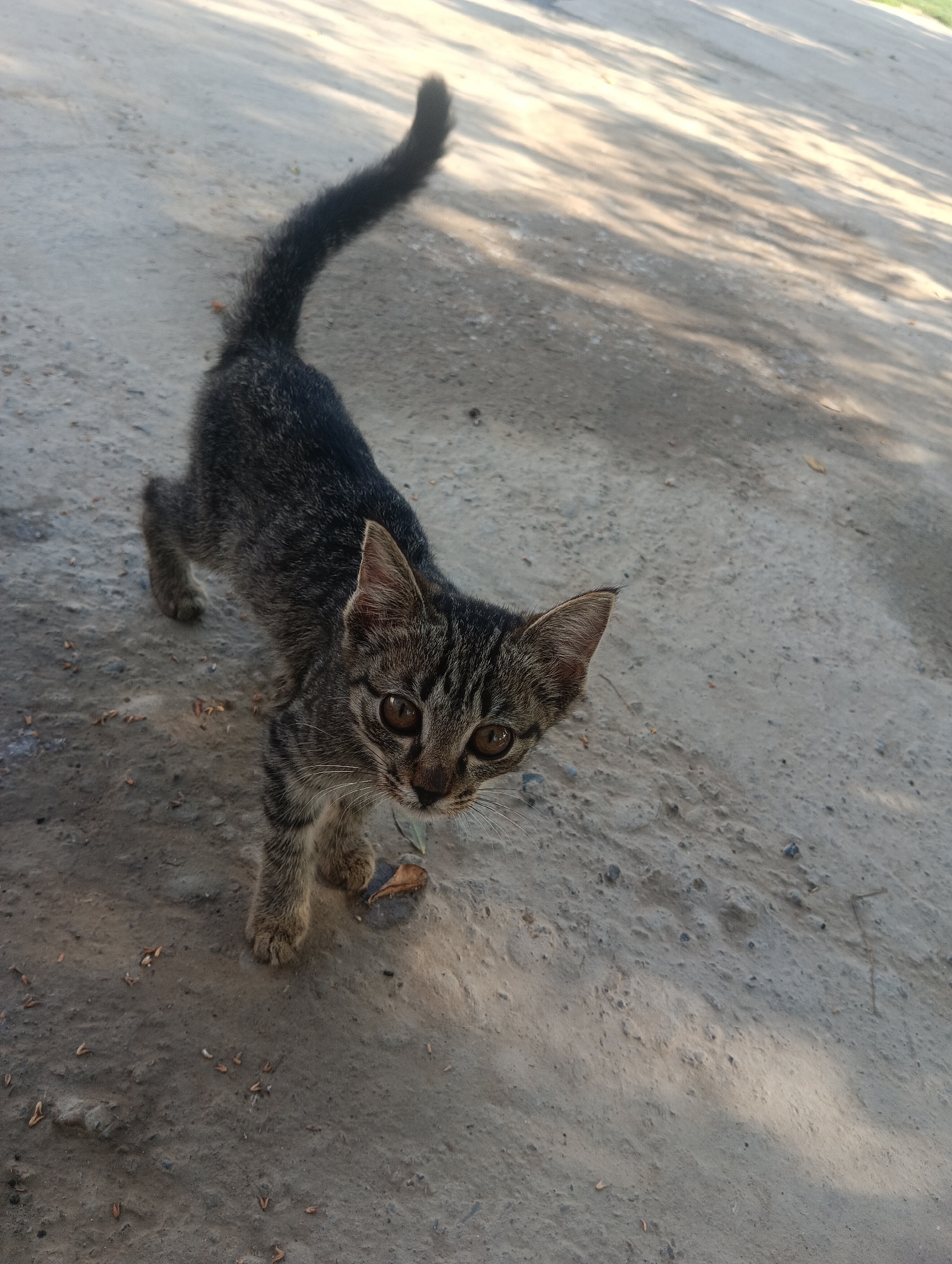 A brown and black striped kitten stands on a dirt path in Джар-Ооз, Kyrgyzstan. The kitten is facing the camera, its tail is raised and curved upwards. The ground is a light gray dirt with small pebbles and some dry leaves scattered on it. Sunlight filters through trees, creating dappled shadows on the ground. The background is blurred, suggesting a natural outdoor environment.