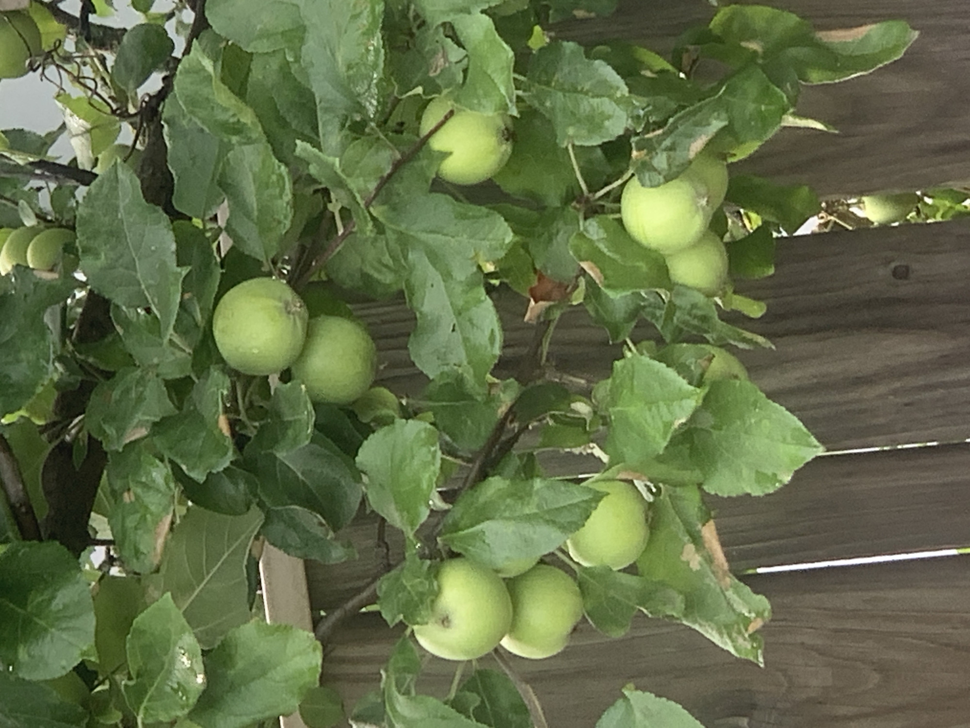 The image depicts a close-up view of a tree branch laden with several small, unripe green apples. The apples are clustered among lush green leaves, some of which show signs of browning or wilting, suggesting the approach of autumn. A wooden fence forms the background, with its weathered planks providing a textured contrast to the organic shapes of the foliage and fruit. Sunlight filters through the leaves, casting dappled light and highlighting the glossy texture of the apples and the veins on the leaves. The scene appears to be outdoors, likely in a garden or orchard, given the presence of the fruit tree and the fence. The overall impression is one of natural growth and the subtle changes of the season. No people are visible, and no text is present in the image. The time of day is suggested by the lighting to be daytime, with no specific cues to indicate the weather other than the presence of water droplets on some leaves, suggesting recent rain or dew. The location context of Minsk, Belarus, further situates the image in a temperate climate where apples are commonly grown.