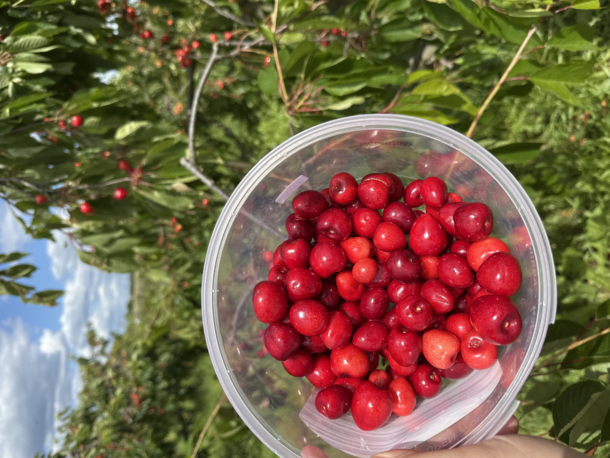 An outdoor, close-up shot captures a clear plastic tub filled with ripe, red cherries. The tub is held at an angle, revealing the abundant fruit within. The background is a blur of green foliage and red cherries, suggesting an orchard or a fruit-picking setting. The sky above is partly cloudy, with patches of blue visible. The image is sharp and well-lit, emphasizing the vibrant color and texture of the cherries.