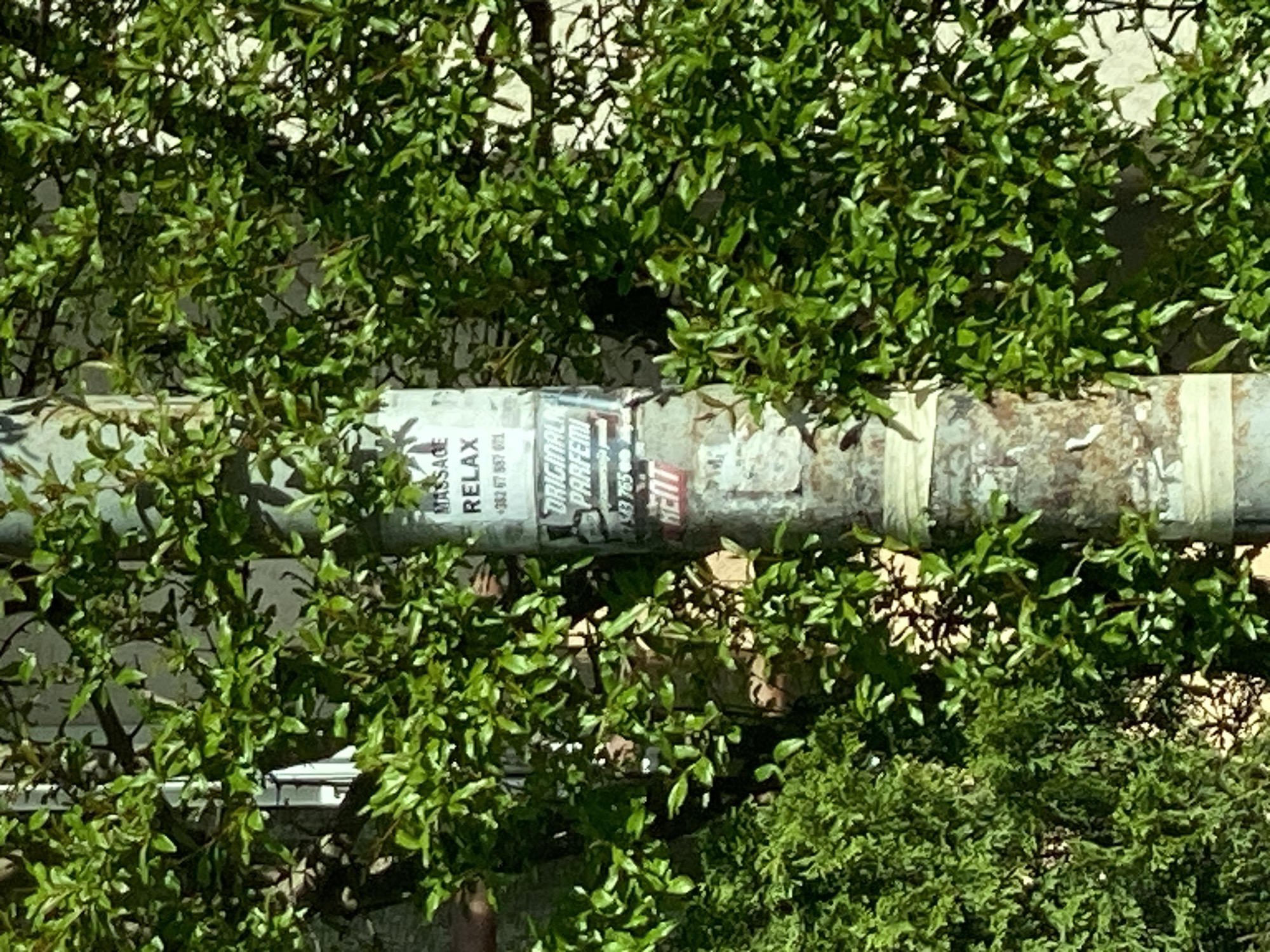 A close-up of a utility pipe covered in weathered posters and stickers, located in Budva, Montenegro. The pipe runs horizontally through a dense growth of green foliage. Several poster fragments are visible, including "MASSAGE RELAX" and "ORIGINAL PARFUM". A partial phone number is also visible. The pipe is made of metal and has bands of tape or paint around it.