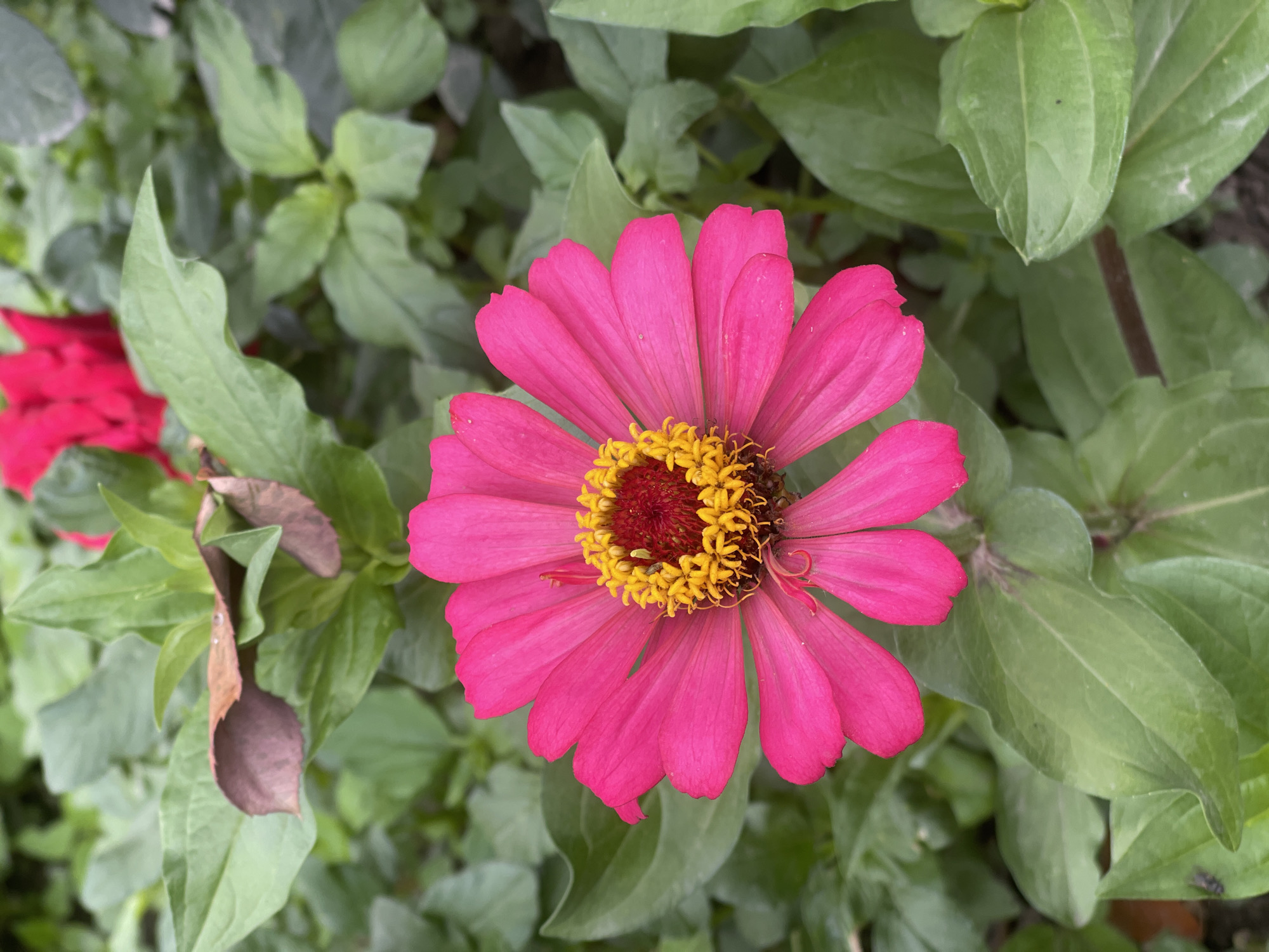 This is a close-up, vertical, eye-level shot of a bright pink zinnia flower in bloom. The flower is centered in the frame, with its vibrant petals fanning out. The center of the flower is a cluster of small yellow and red florets. The background consists of lush green leaves, with a few brown, dried leaves scattered among them. A hint of another pink flower can be seen in the upper right corner, out of focus. The image appears to be taken outdoors, possibly in a garden. There is no visible indication of the city of Кызыл-Тоо, Kyrgyzstan in the image itself.