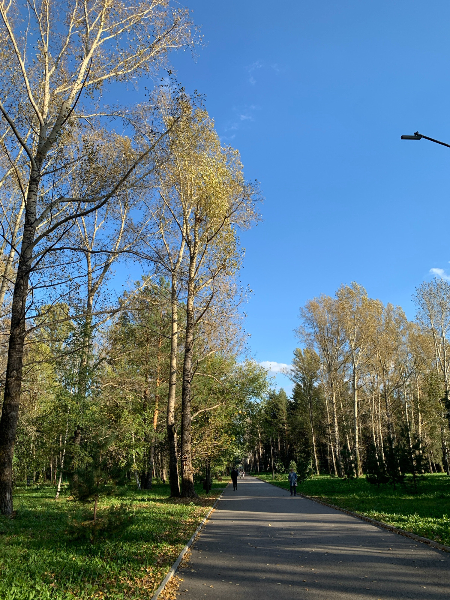 The image depicts a sunlit park path in Prokopyevsk, Russia, with a clear blue sky overhead. Tall trees with sparse autumn foliage line the path on both sides. A paved path stretches into the distance, with a few individuals walking on it. The ground is covered in green grass with scattered fallen leaves, indicating the season is autumn. A modern streetlamp is visible in the upper right corner of the frame. The overall scene suggests a tranquil setting for outdoor recreation.