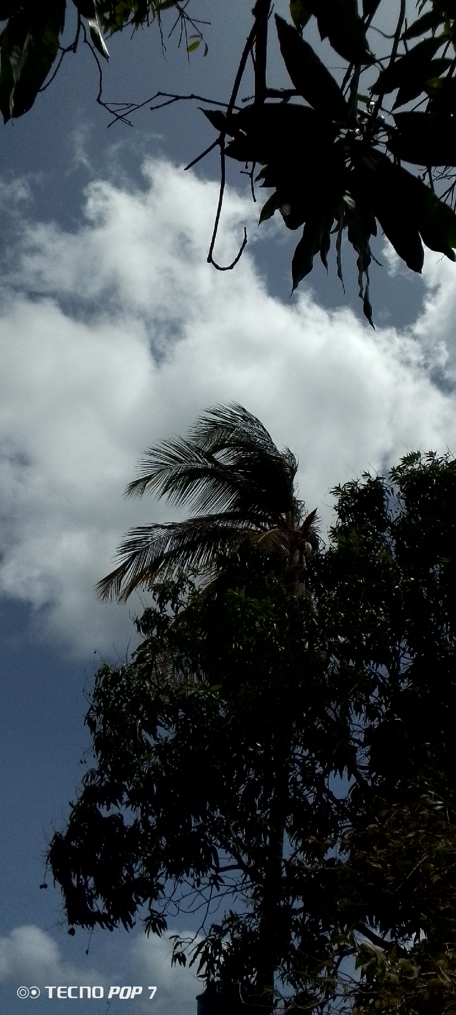 The image, taken in Altagracia, Venezuela, is a low-angle shot of trees against a cloudy sky. A palm tree with wind-blown fronds is visible amidst other trees with dense foliage. Branches and leaves from the tree extend into the upper portion of the frame, obscuring a portion of the sky. The sky is filled with white clouds. The bottom left corner shows a "Tecno Pop 7" watermark. The lighting appears to be natural daylight.