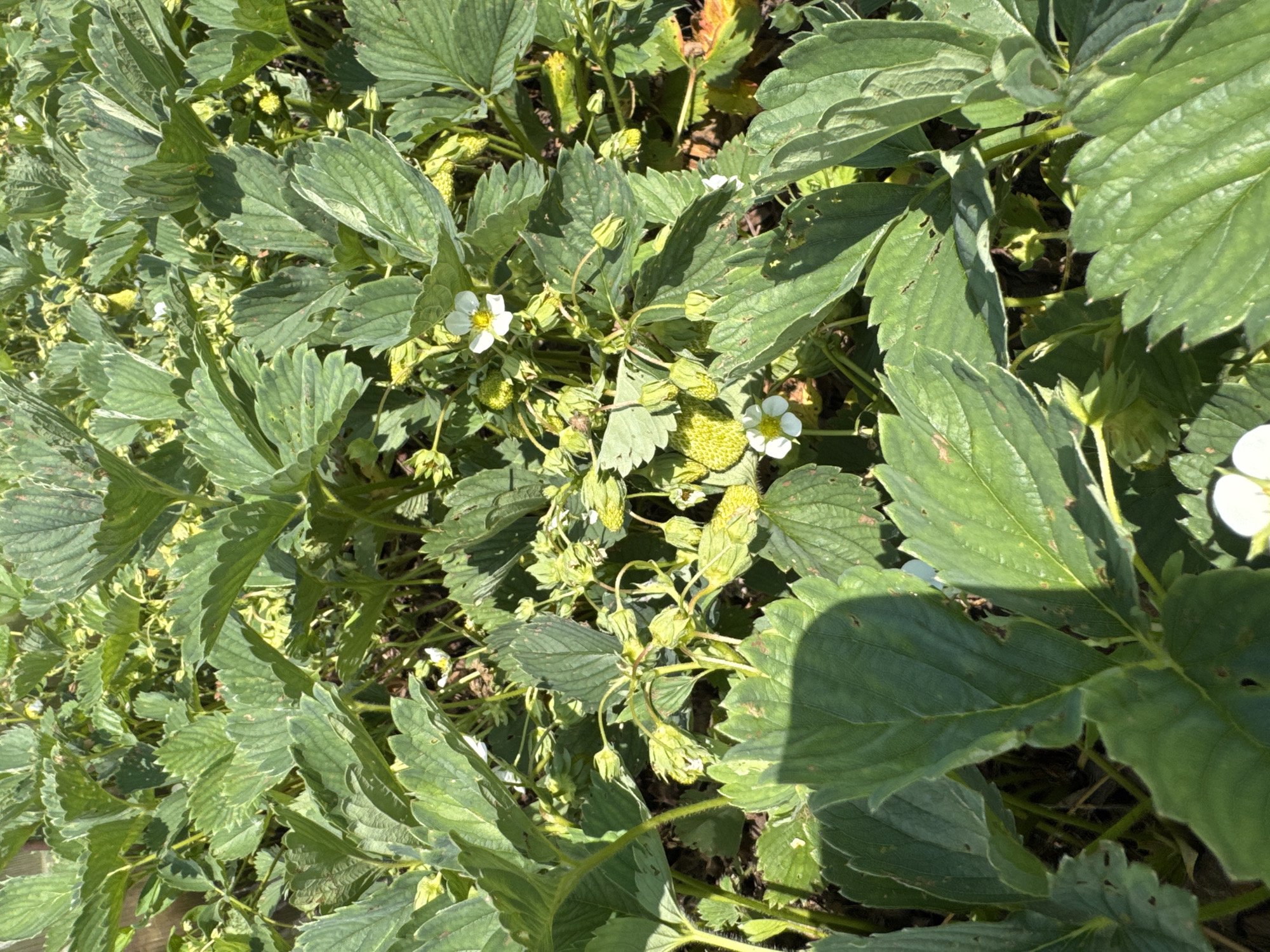 A close-up, high-angle shot captures a dense bed of lush green strawberry plants under bright sunlight. The plants are laden with small, immature green strawberries, some appearing slightly yellowish, and a few delicate white strawberry blossoms with yellow centers. The leaves are a vibrant green, some showing signs of minor wear or damage, and the ground beneath is dark soil. The image does not provide any information about the location in the city of Tomsk, Russia, nor does it contain any people or actions.